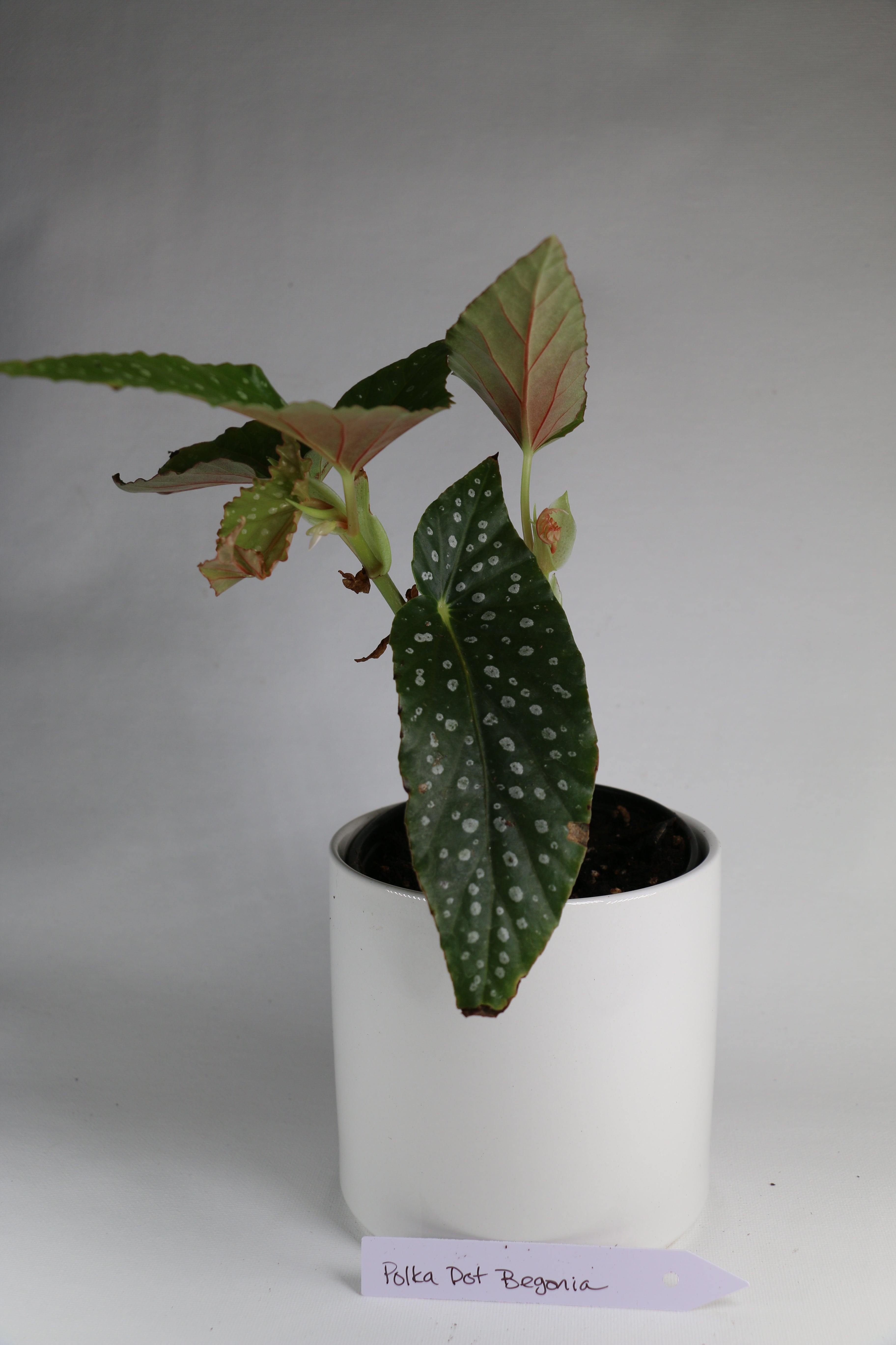 Begonia maculata ‘Polka Dot’ – 4"