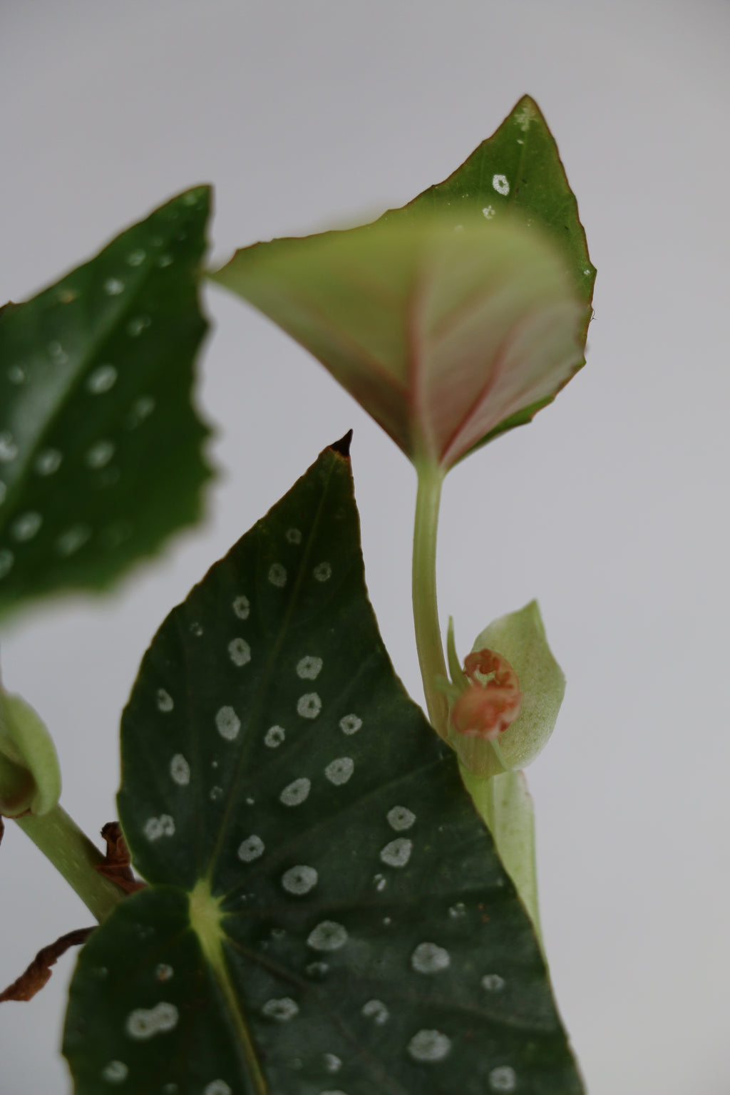 Begonia maculata ‘Polka Dot’ – 4"