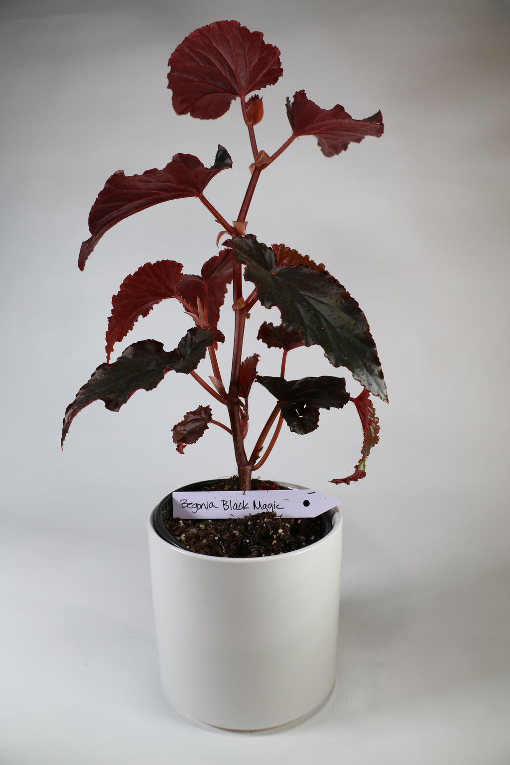 Begonia ‘Black Magic’ — Exact Plant