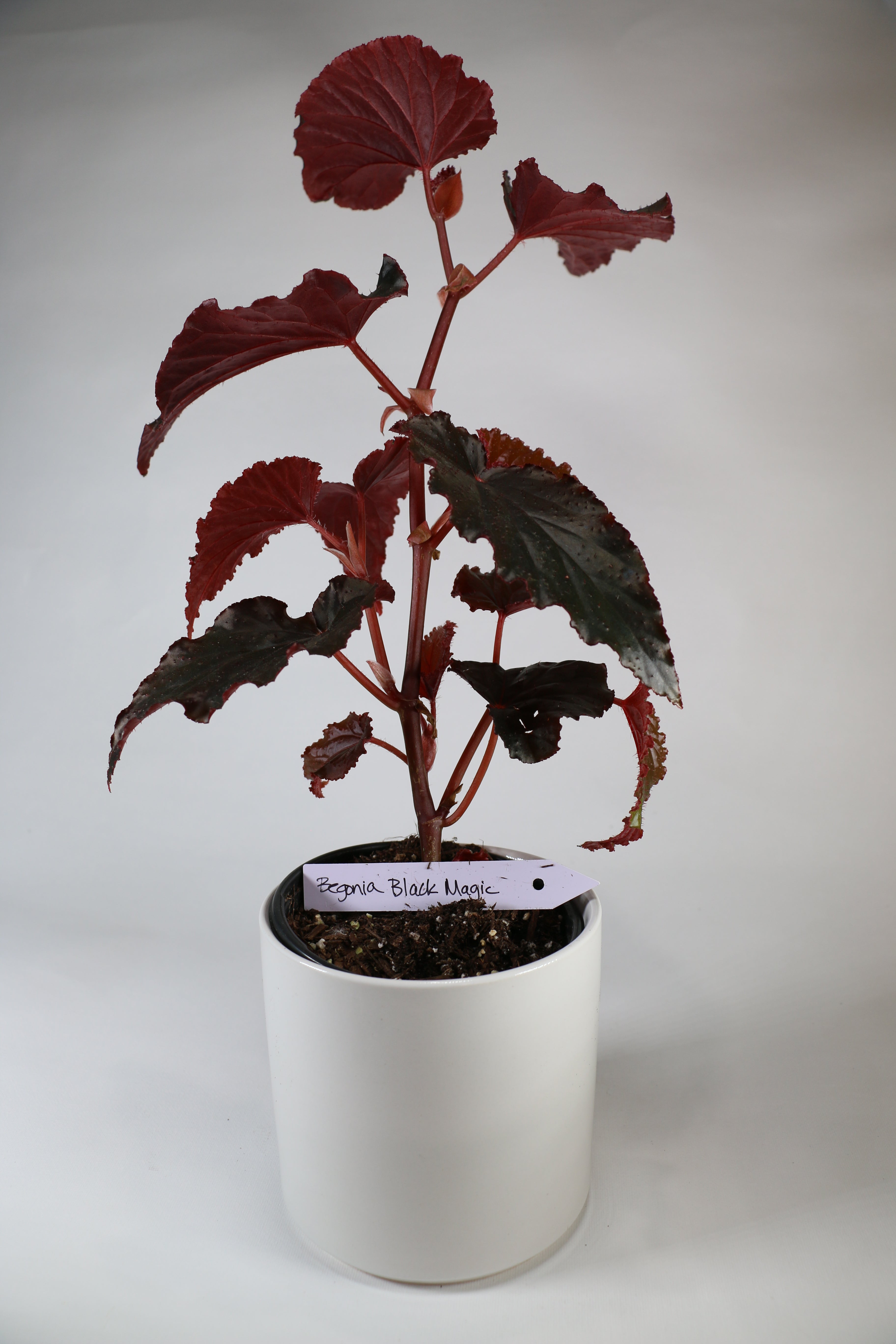 Begonia ‘Black Magic’ — Exact Plant