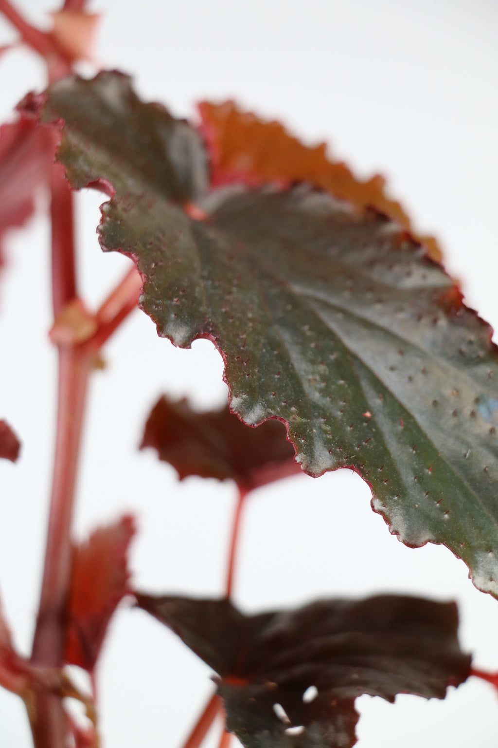 Begonia ‘Black Magic’ — Exact Plant