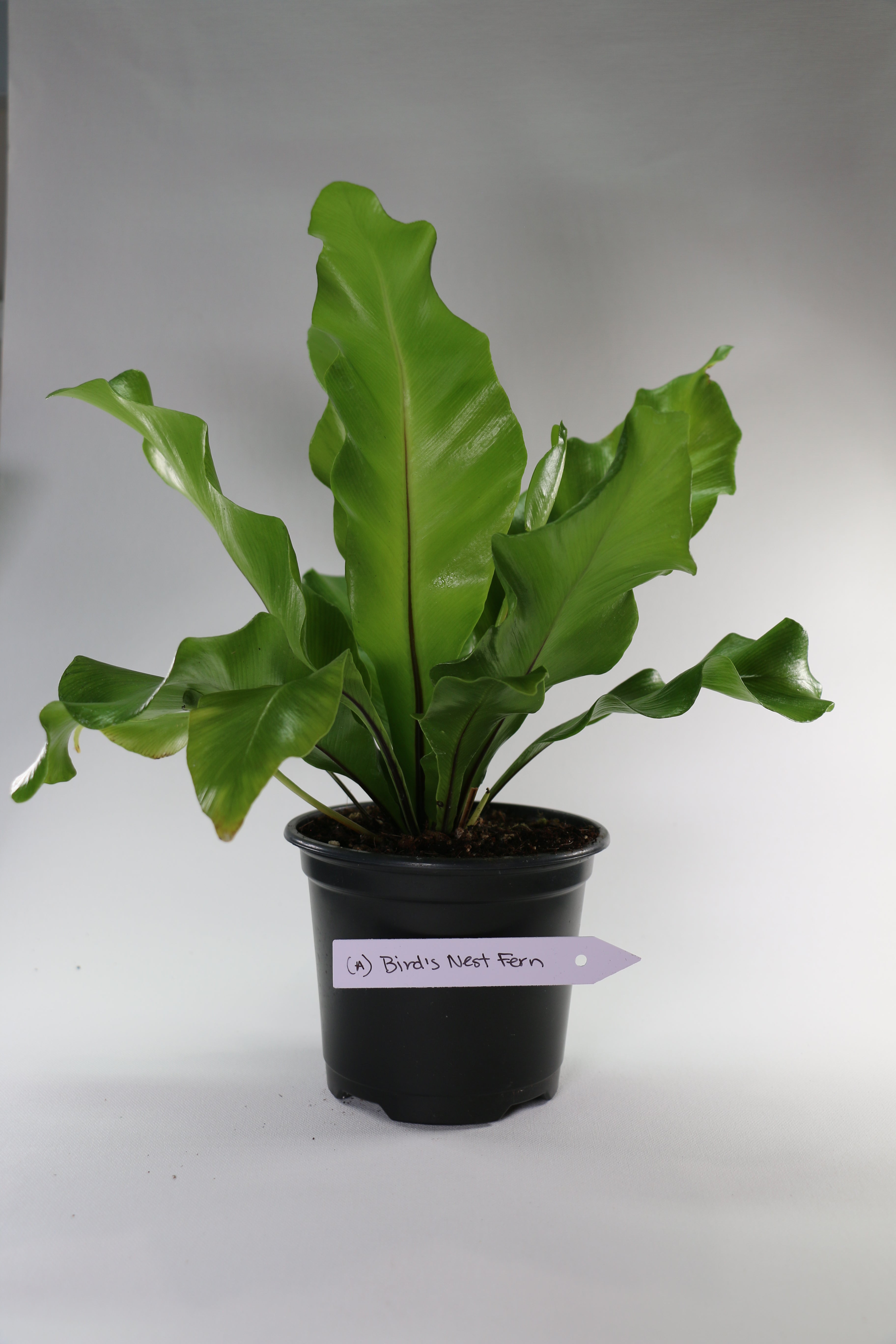 Bird’s Nest Fern — Choose Your Exact Plant A