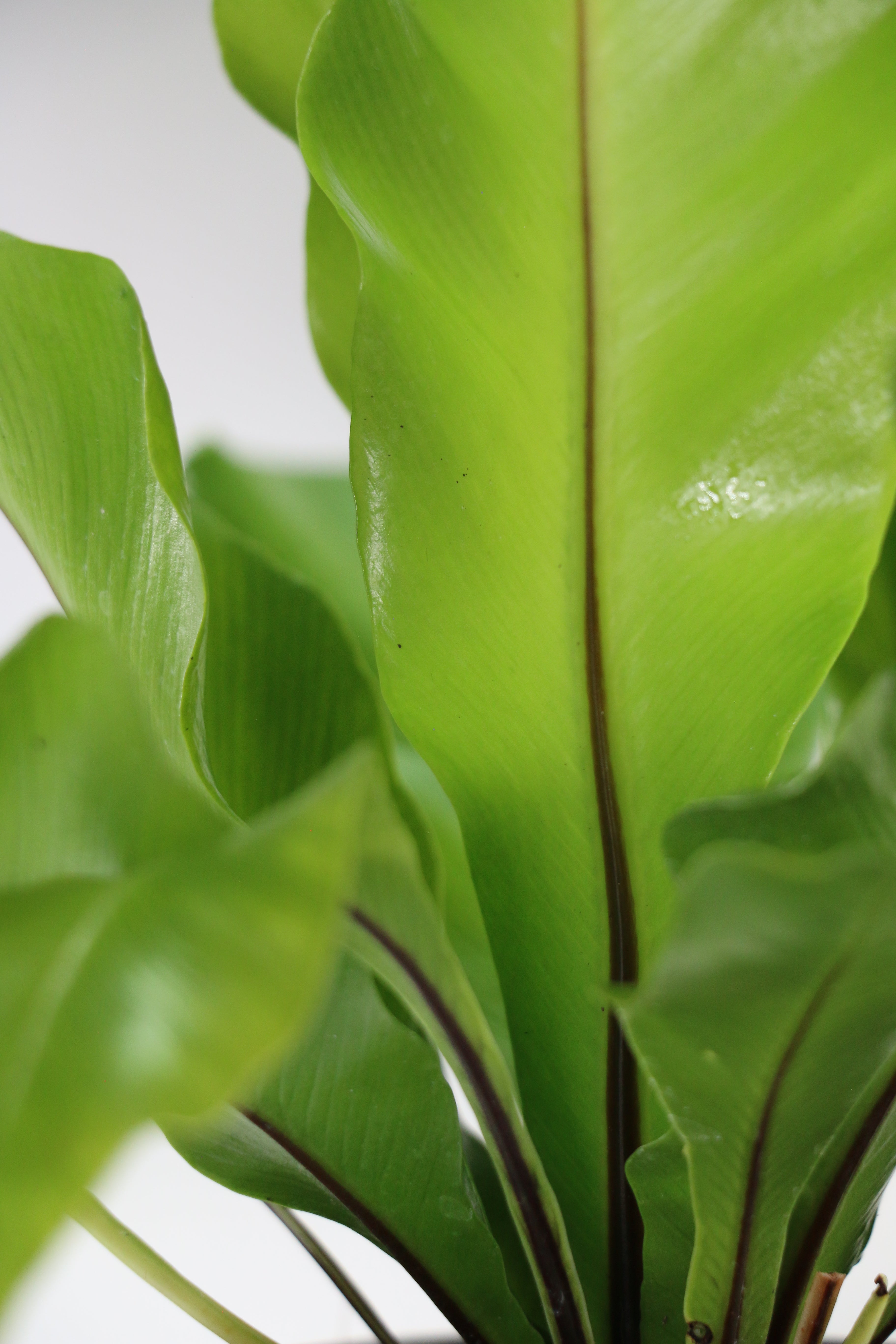 Bird’s Nest Fern — Choose Your Exact Plant A