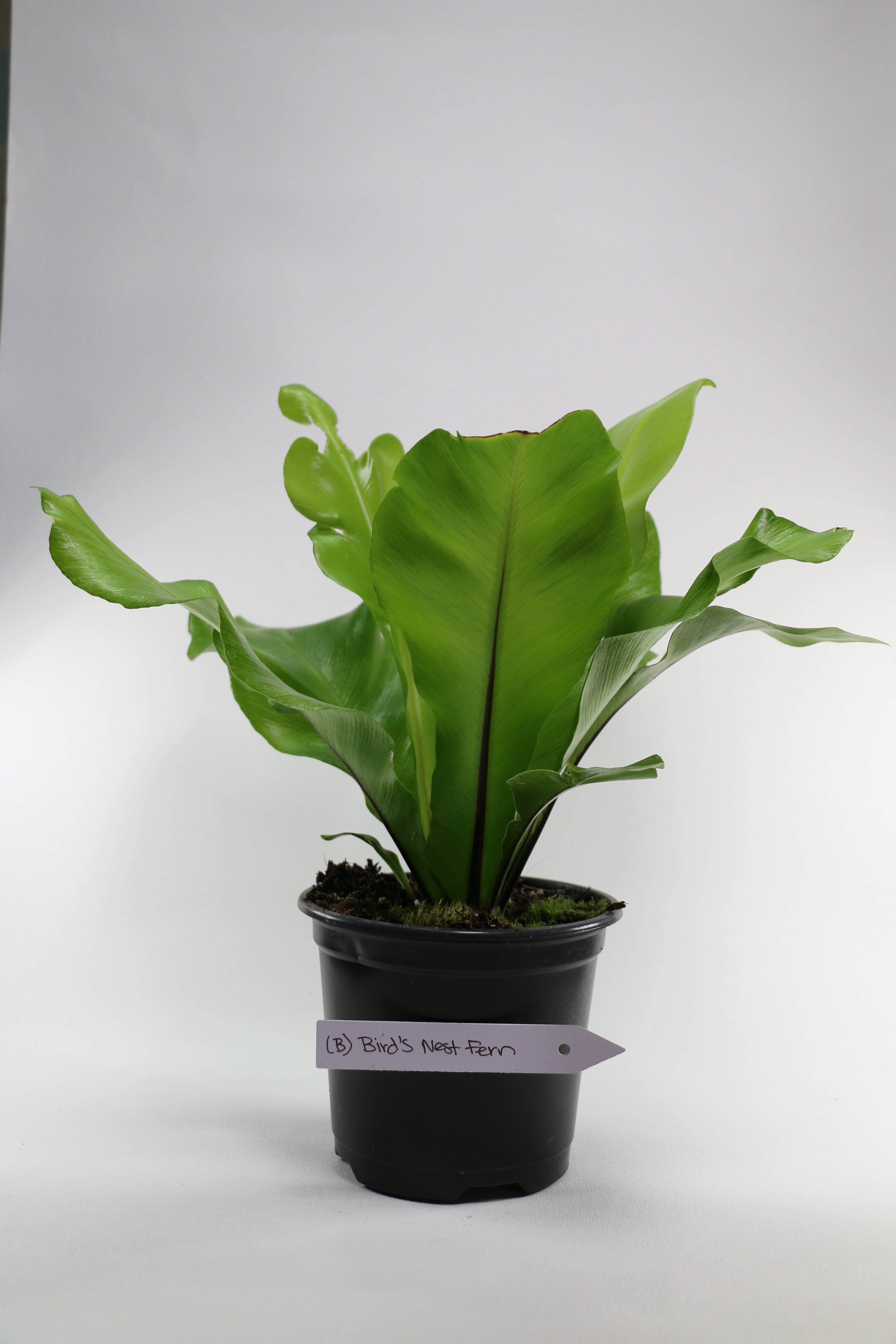 Bird’s Nest Fern — Choose Your Exact Plant B