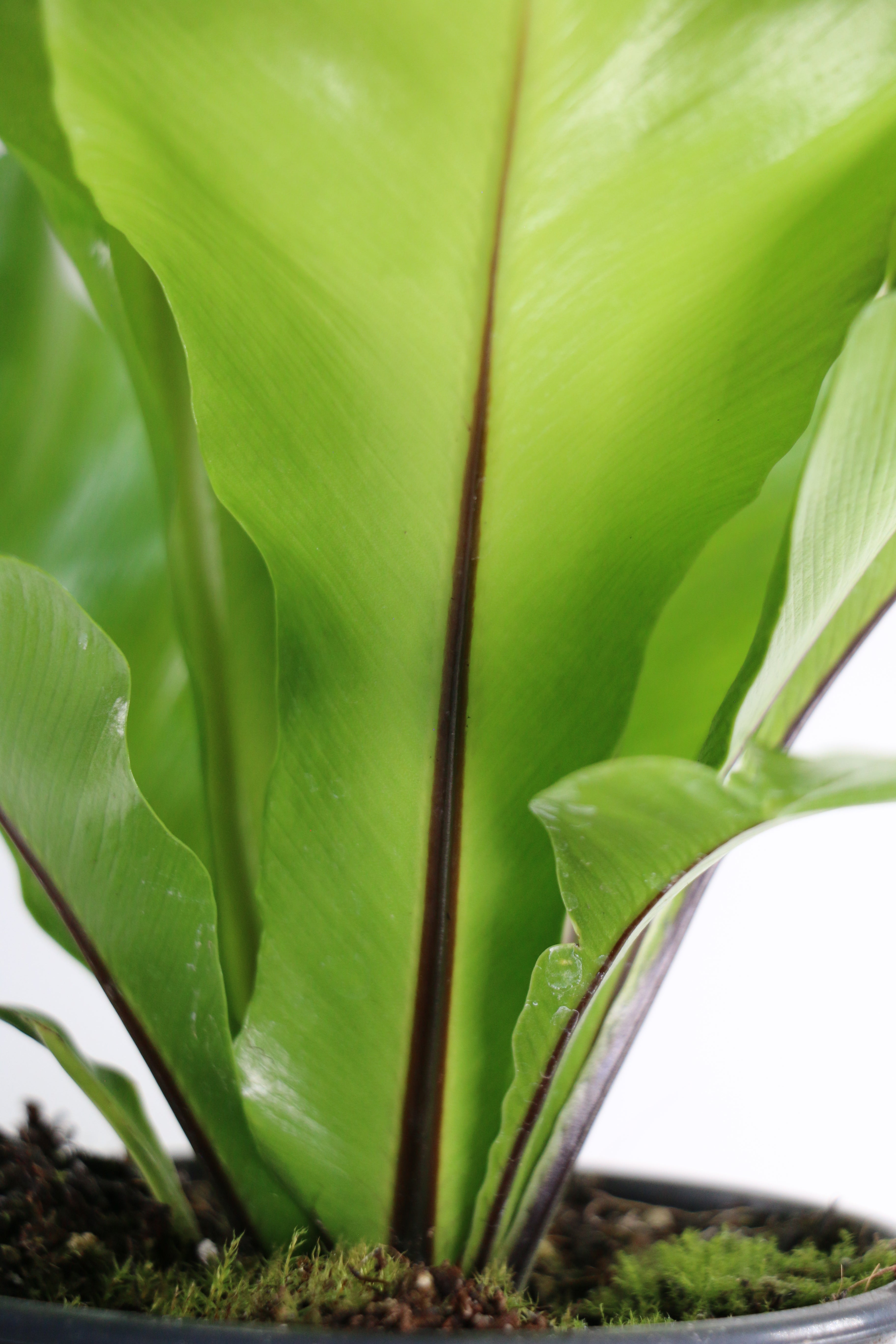 Bird’s Nest Fern — Choose Your Exact Plant B
