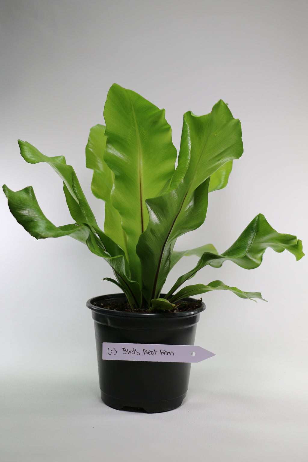 Bird’s Nest Fern — Choose Your Exact Plant C