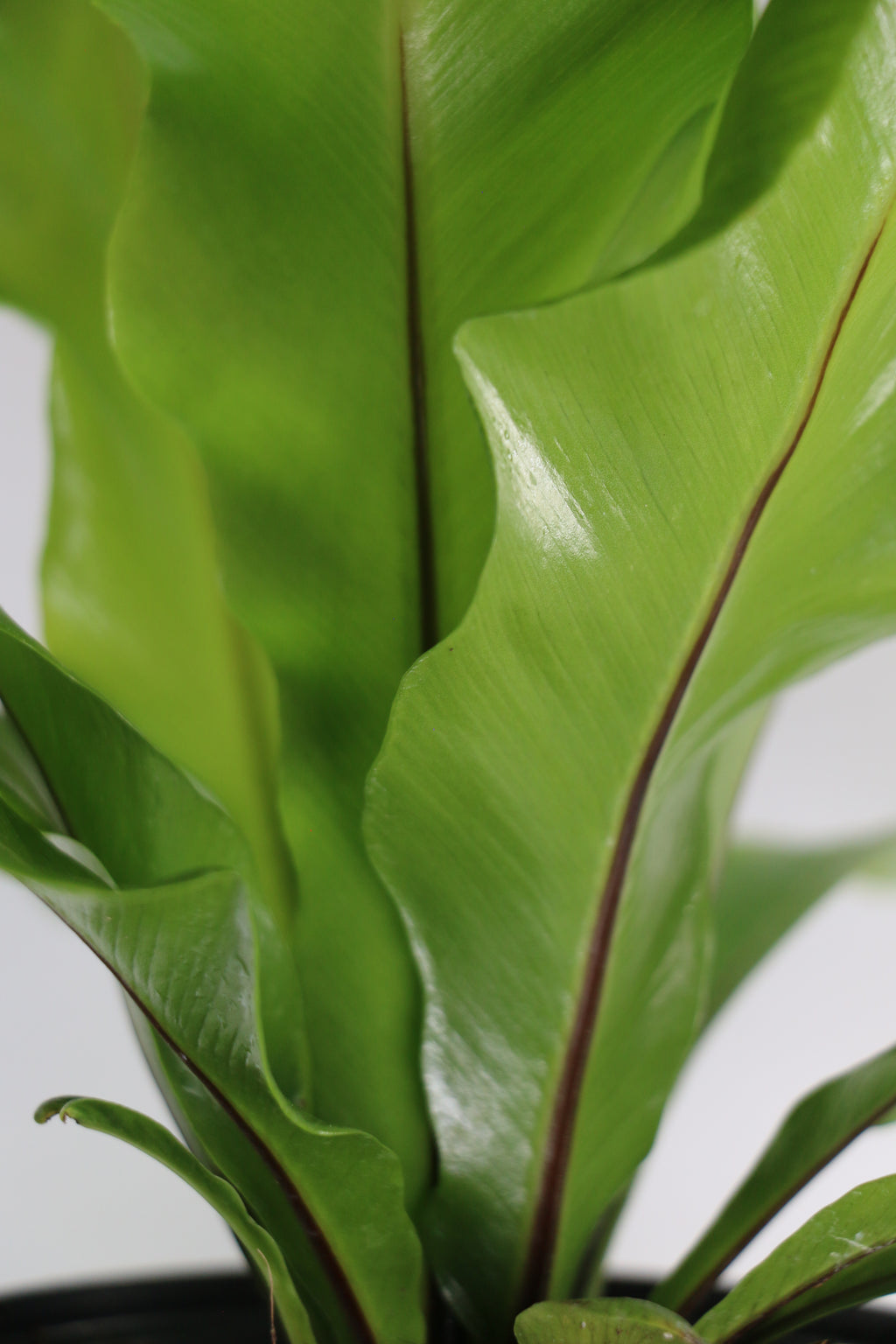Bird’s Nest Fern — Choose Your Exact Plant C