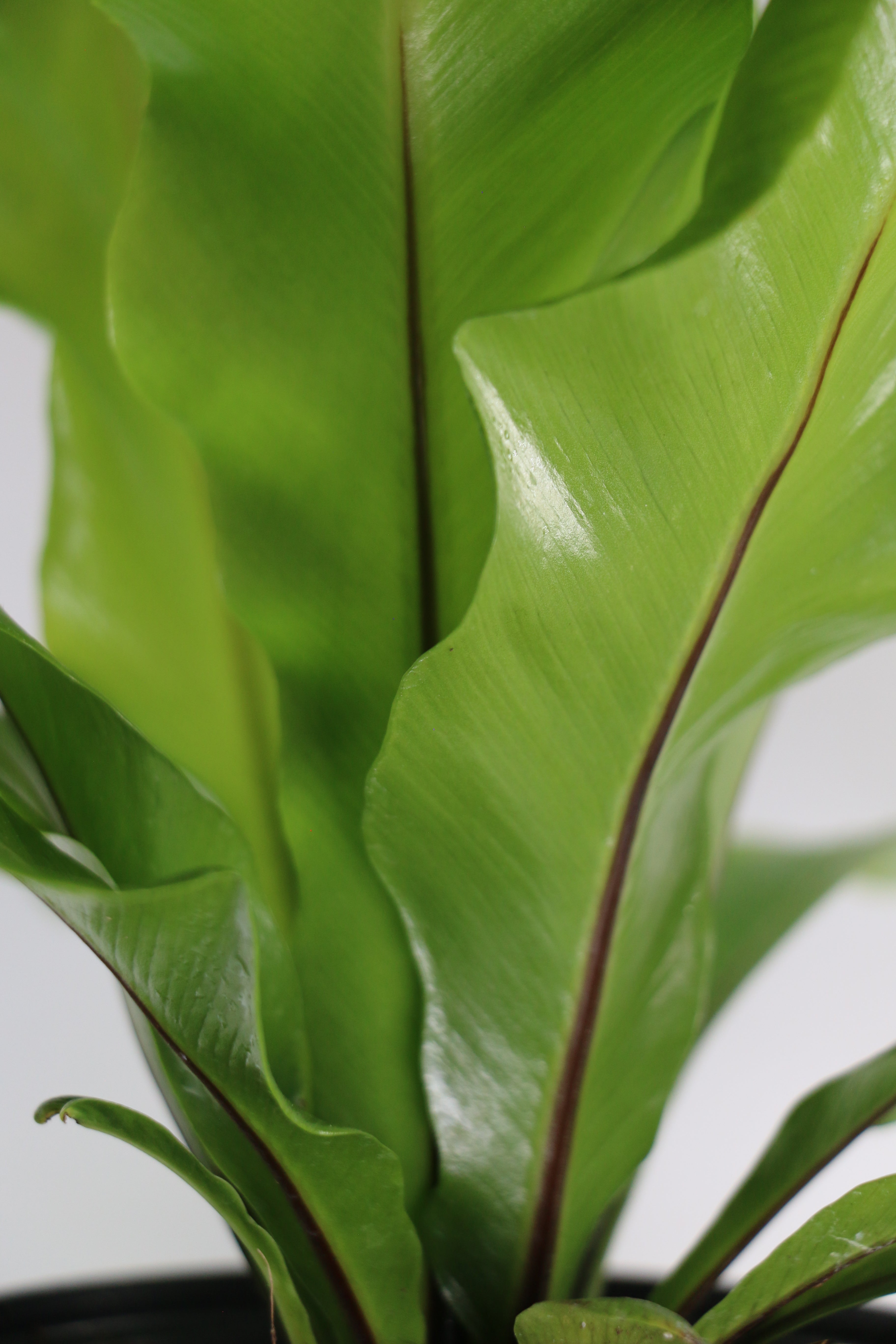 Bird’s Nest Fern — Choose Your Exact Plant C