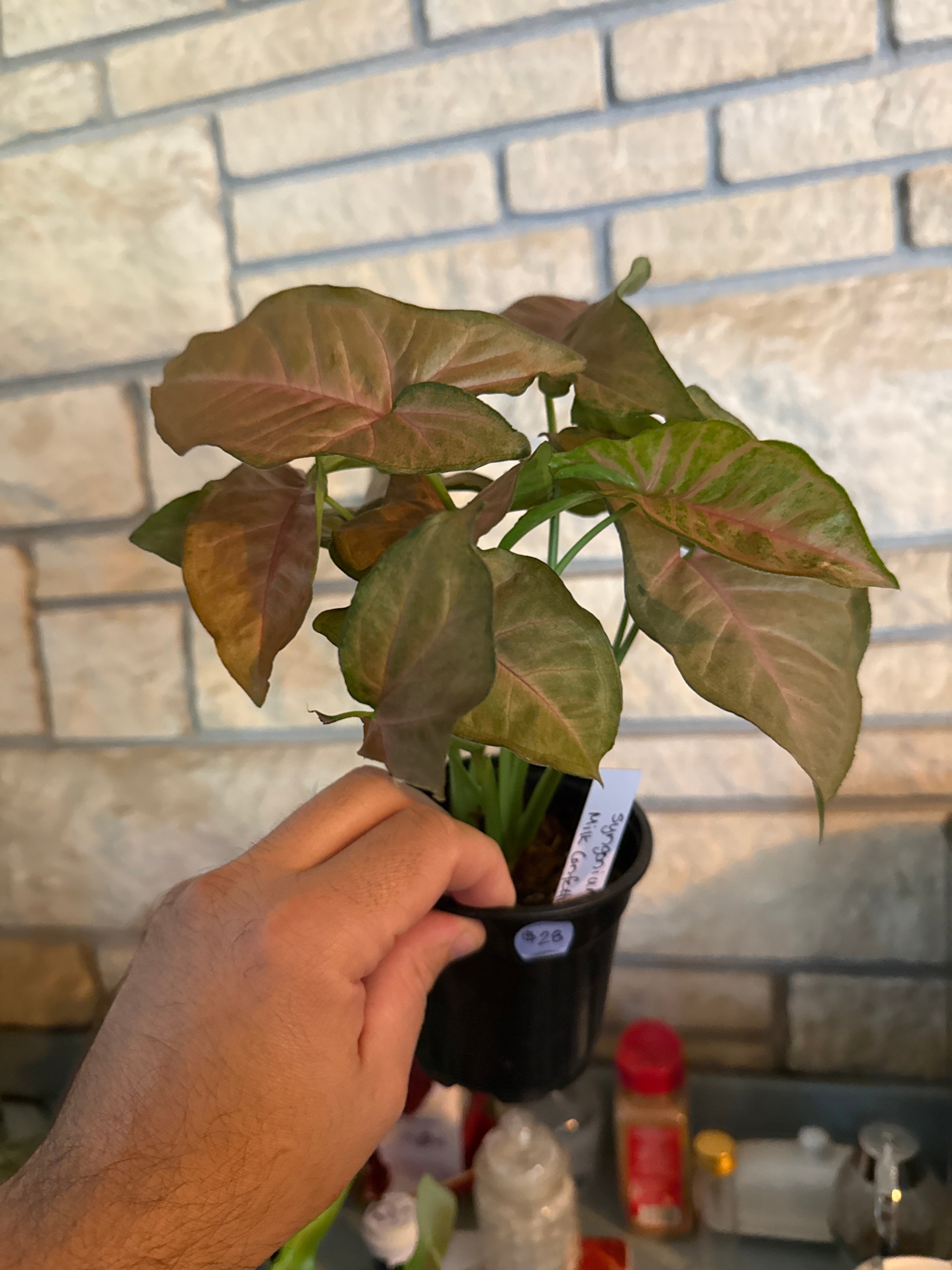 Syngonium milk confetti
