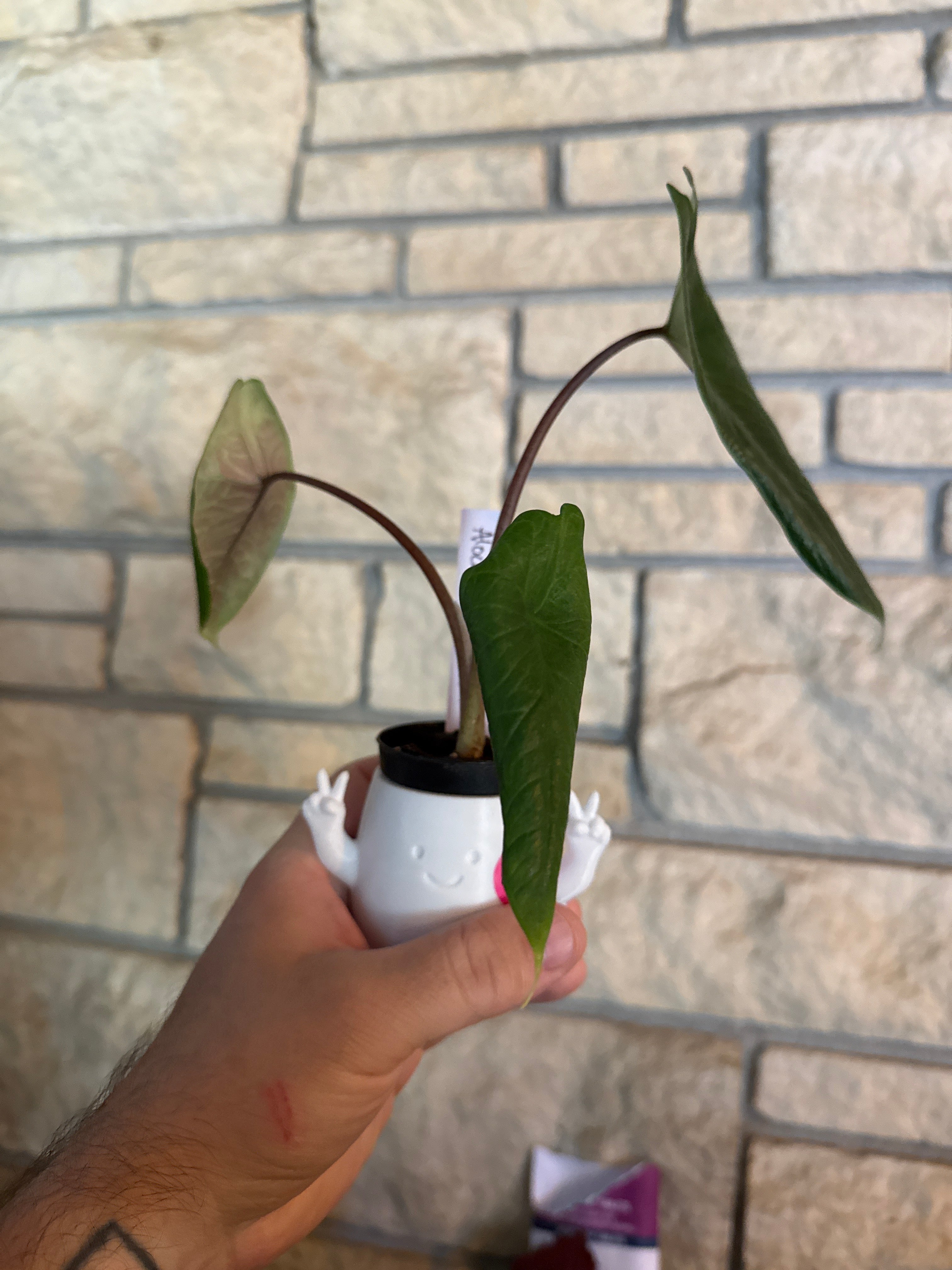 Alocasia spectrum + pot