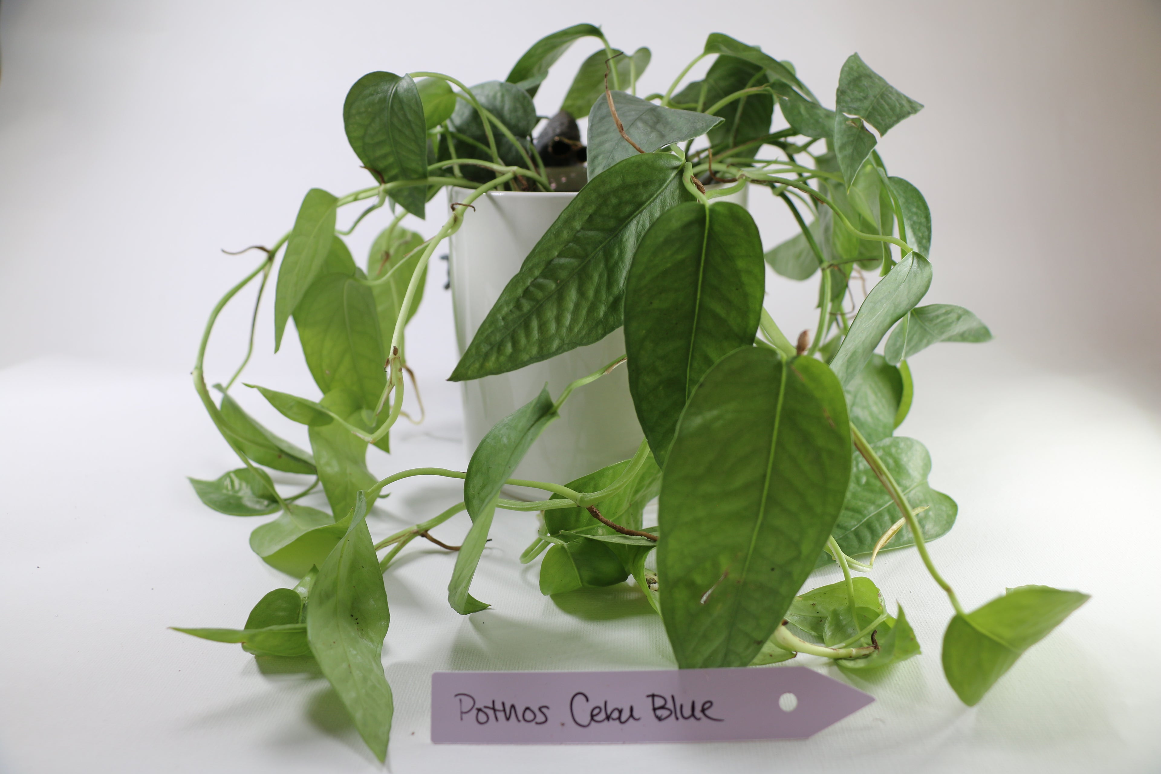 Cebu Blue Pothos — Exact Plant