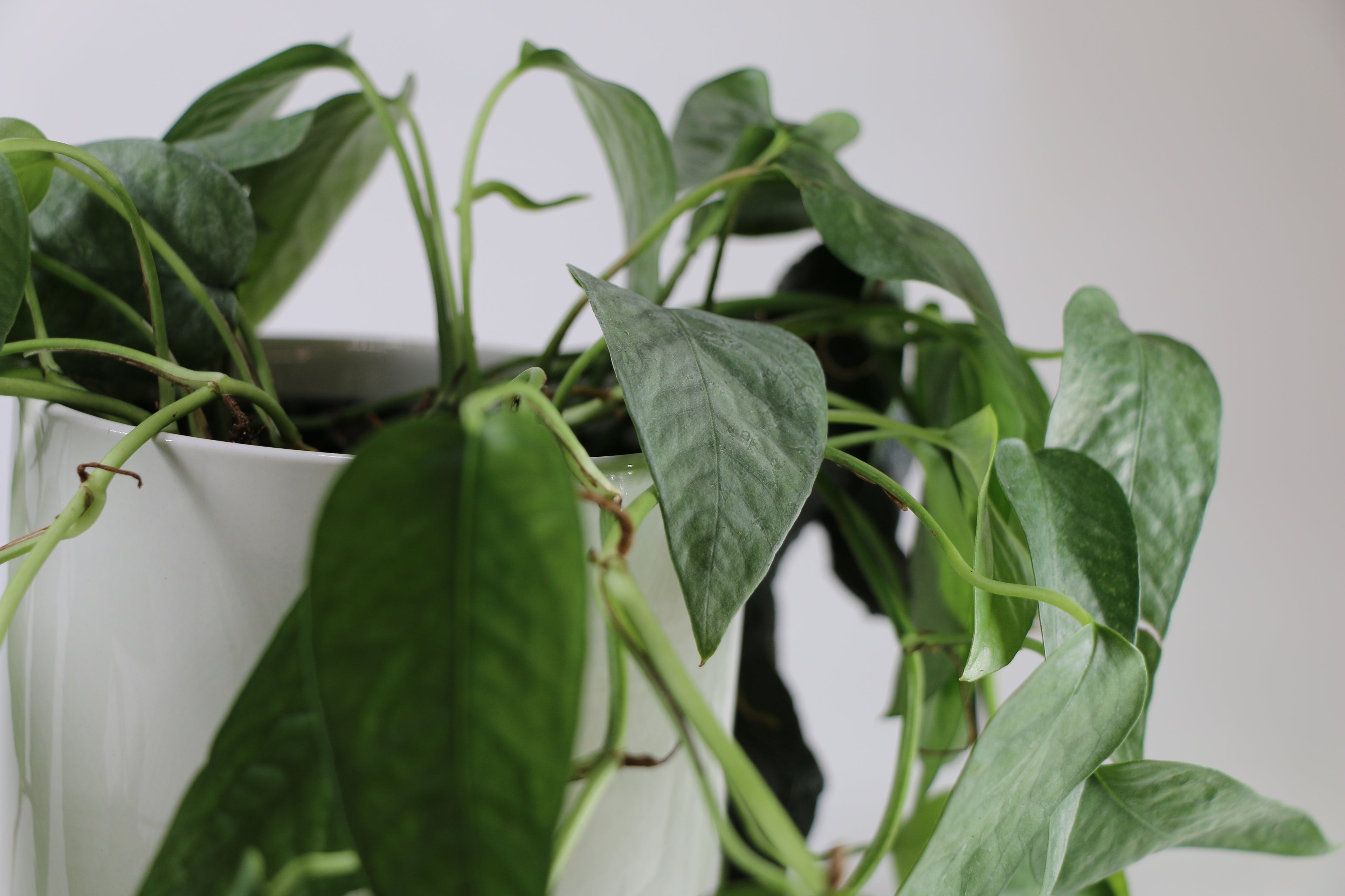 Cebu Blue Pothos — Exact Plant
