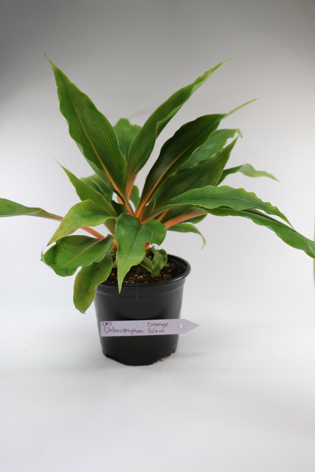 Spider Plant / Chlorophytum — Choose Your Exact Plant A