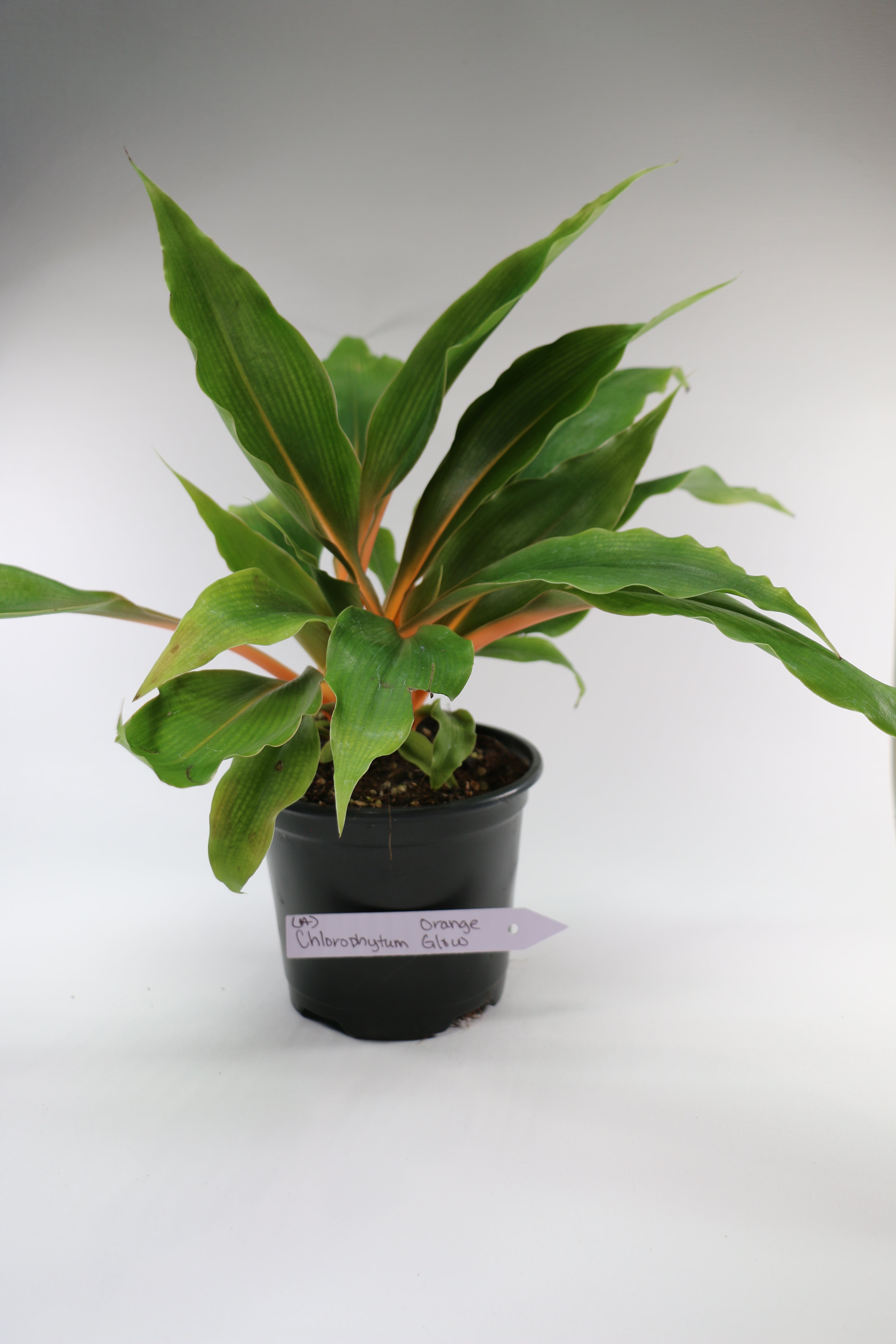 Spider Plant / Chlorophytum — Choose Your Exact Plant A