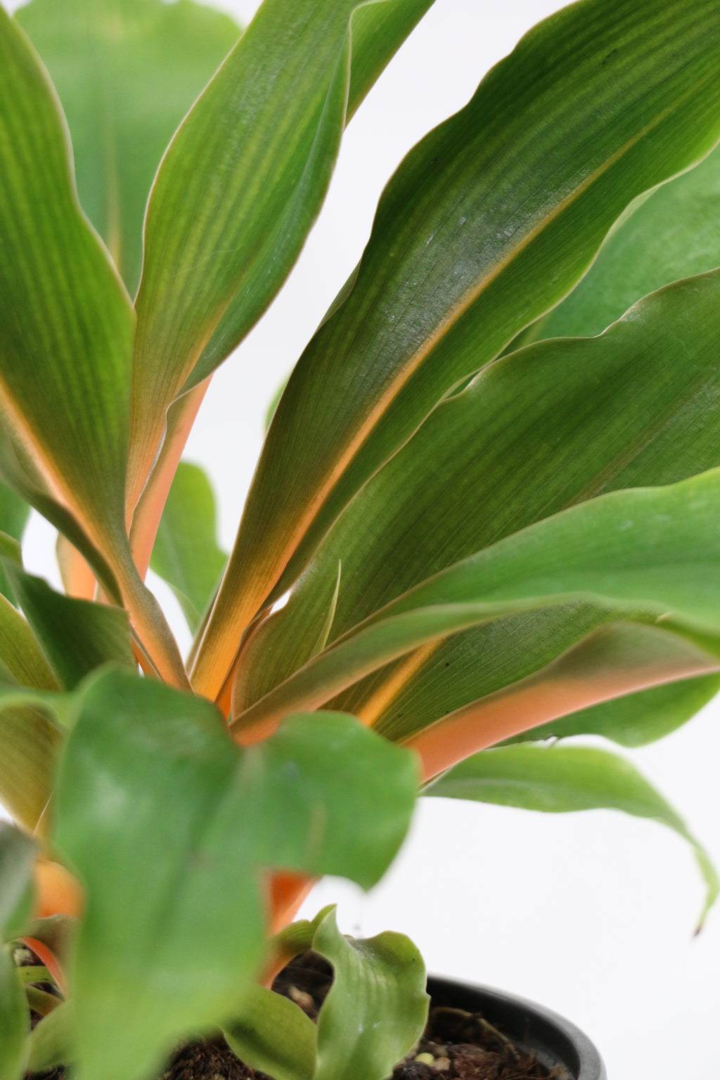 Spider Plant / Chlorophytum — Choose Your Exact Plant A