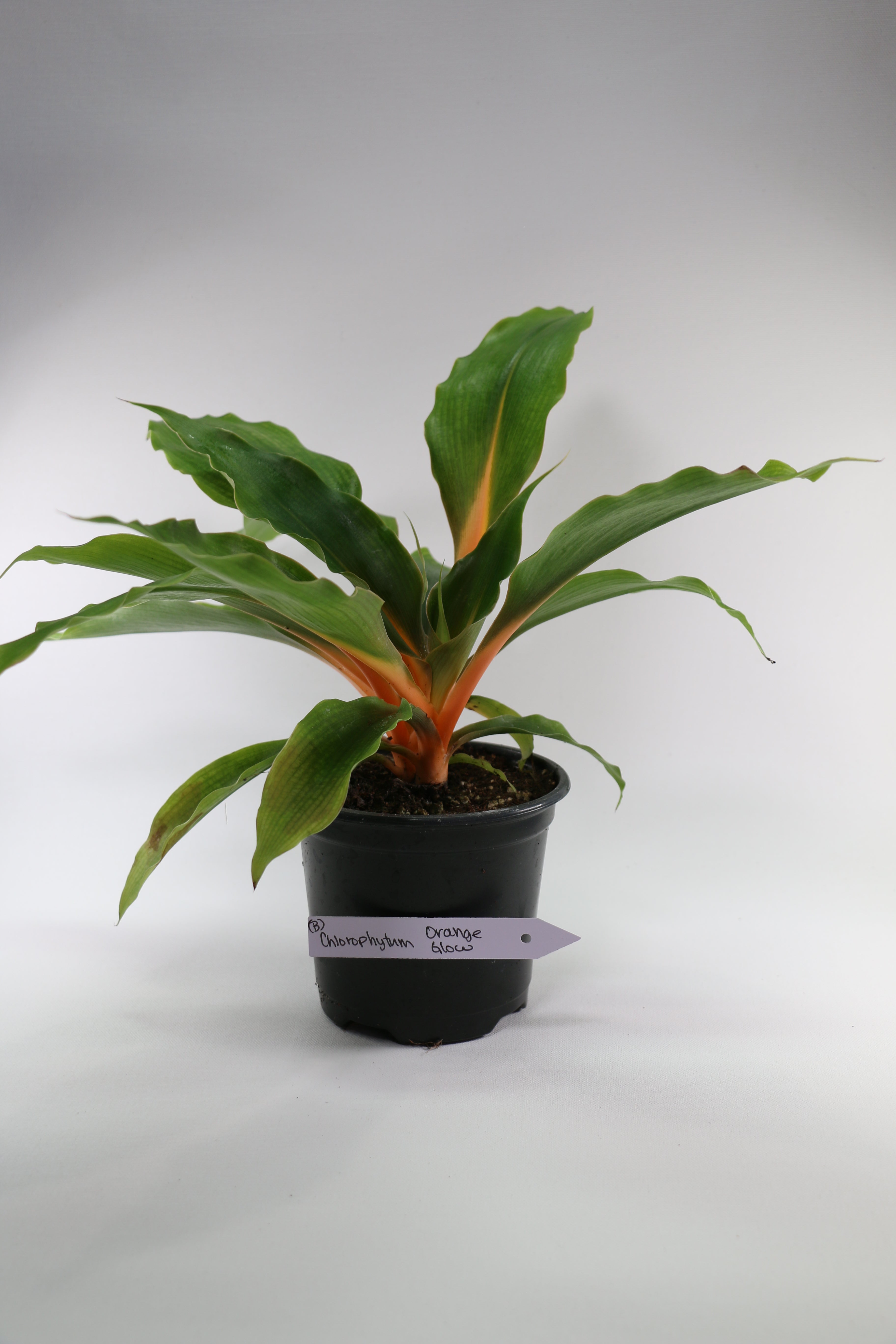 Spider Plant / Chlorophytum — Choose Your Exact Plant B