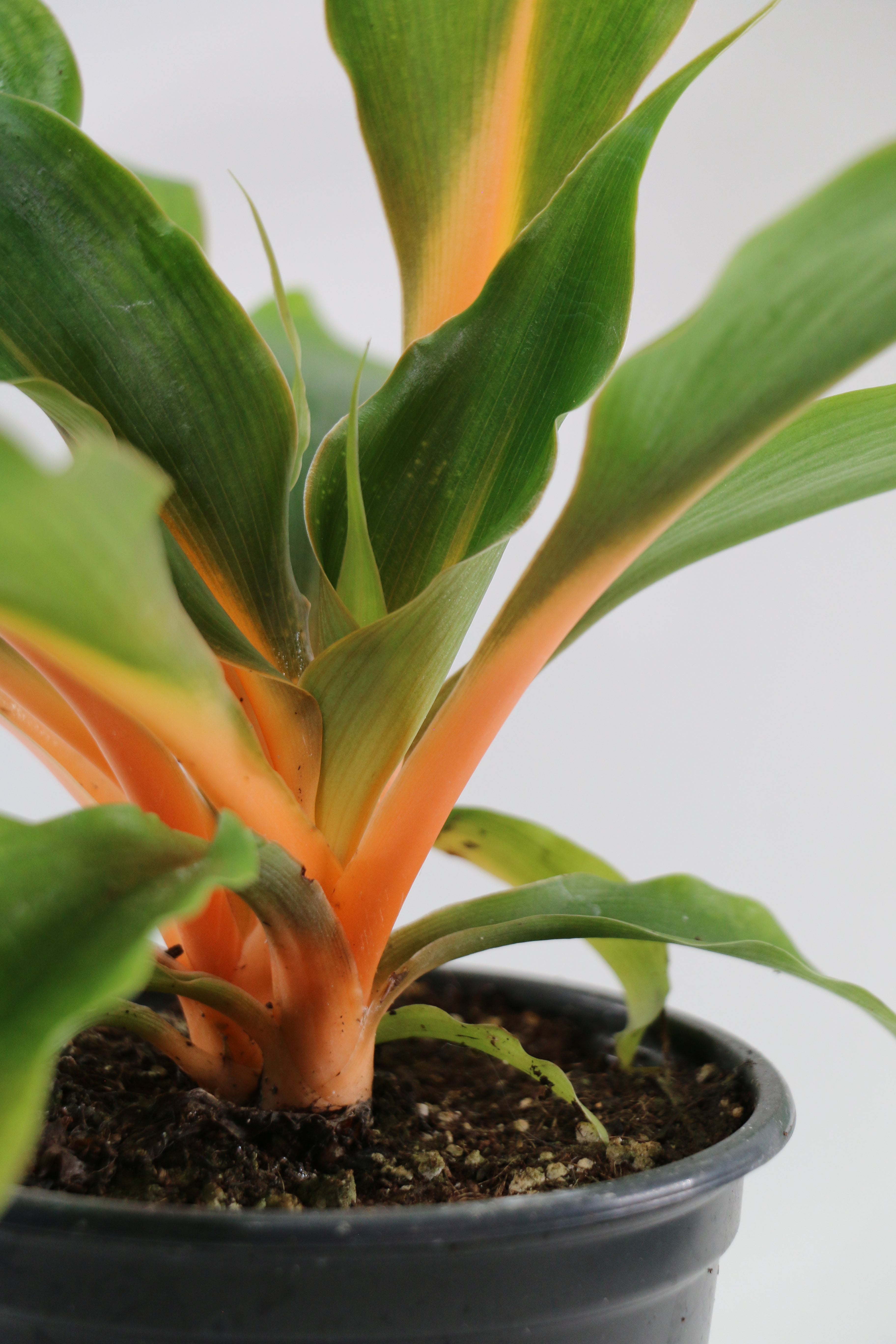 Spider Plant / Chlorophytum — Choose Your Exact Plant B