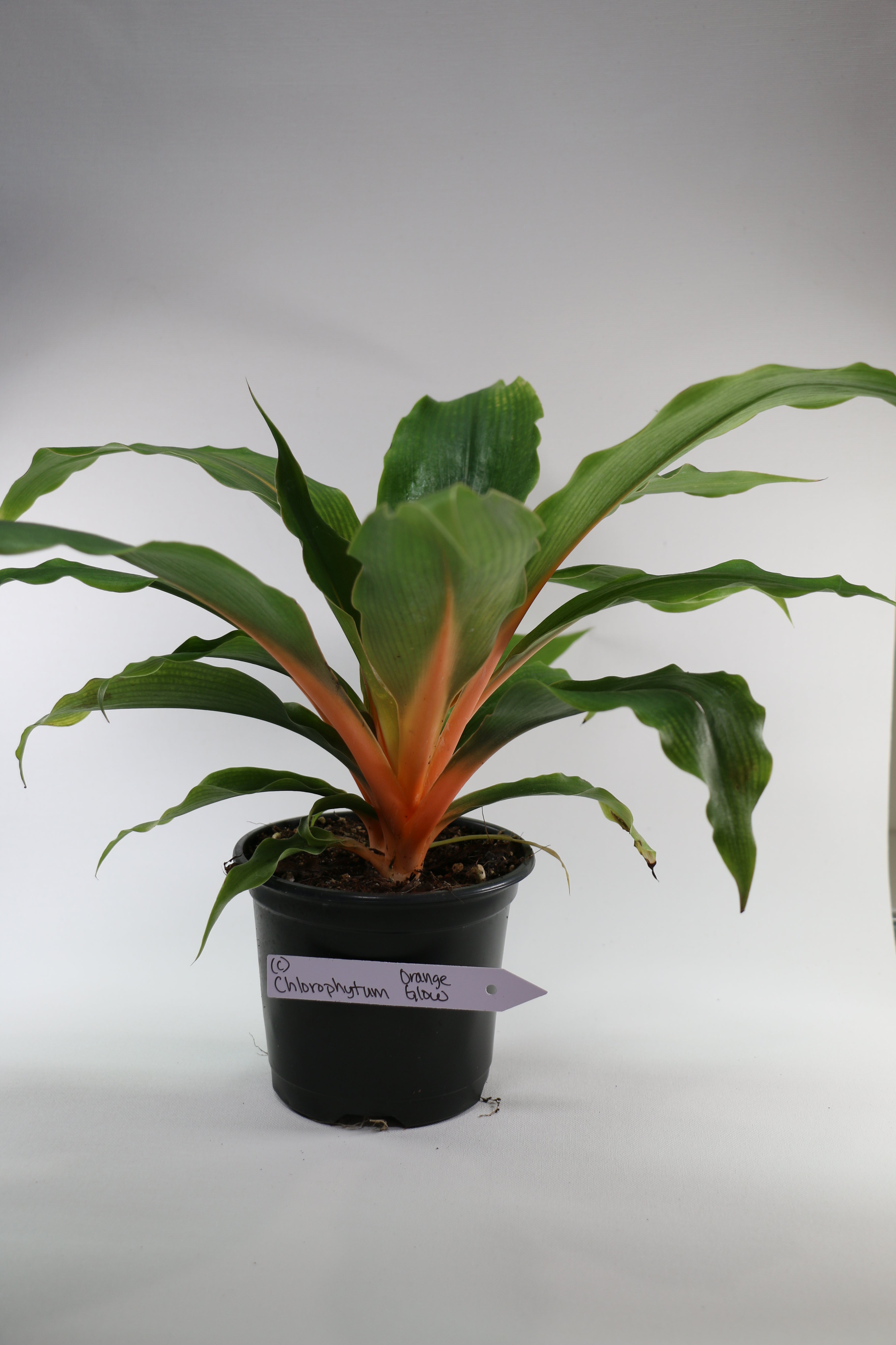 Spider Plant / Chlorophytum — Choose Your Exact Plant C
