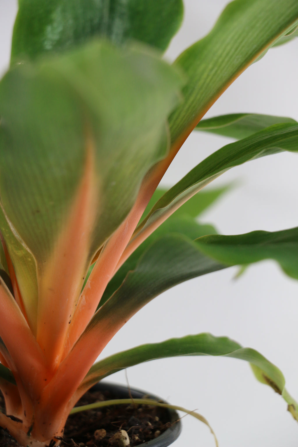 Spider Plant / Chlorophytum — Choose Your Exact Plant C