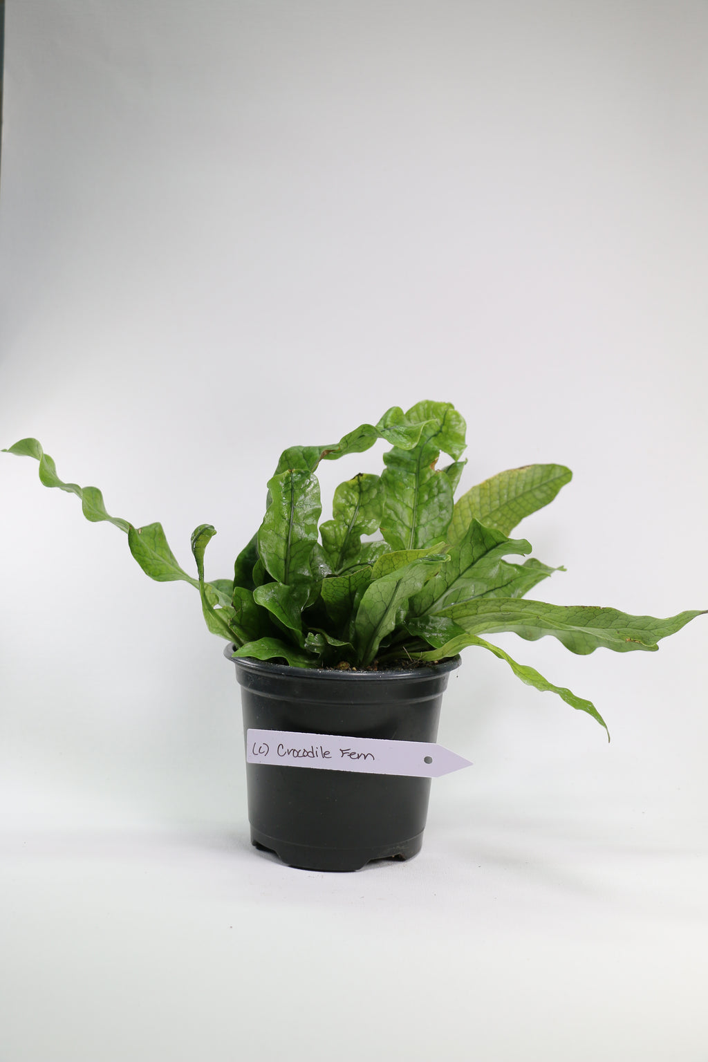 Crocodile Fern – 4"