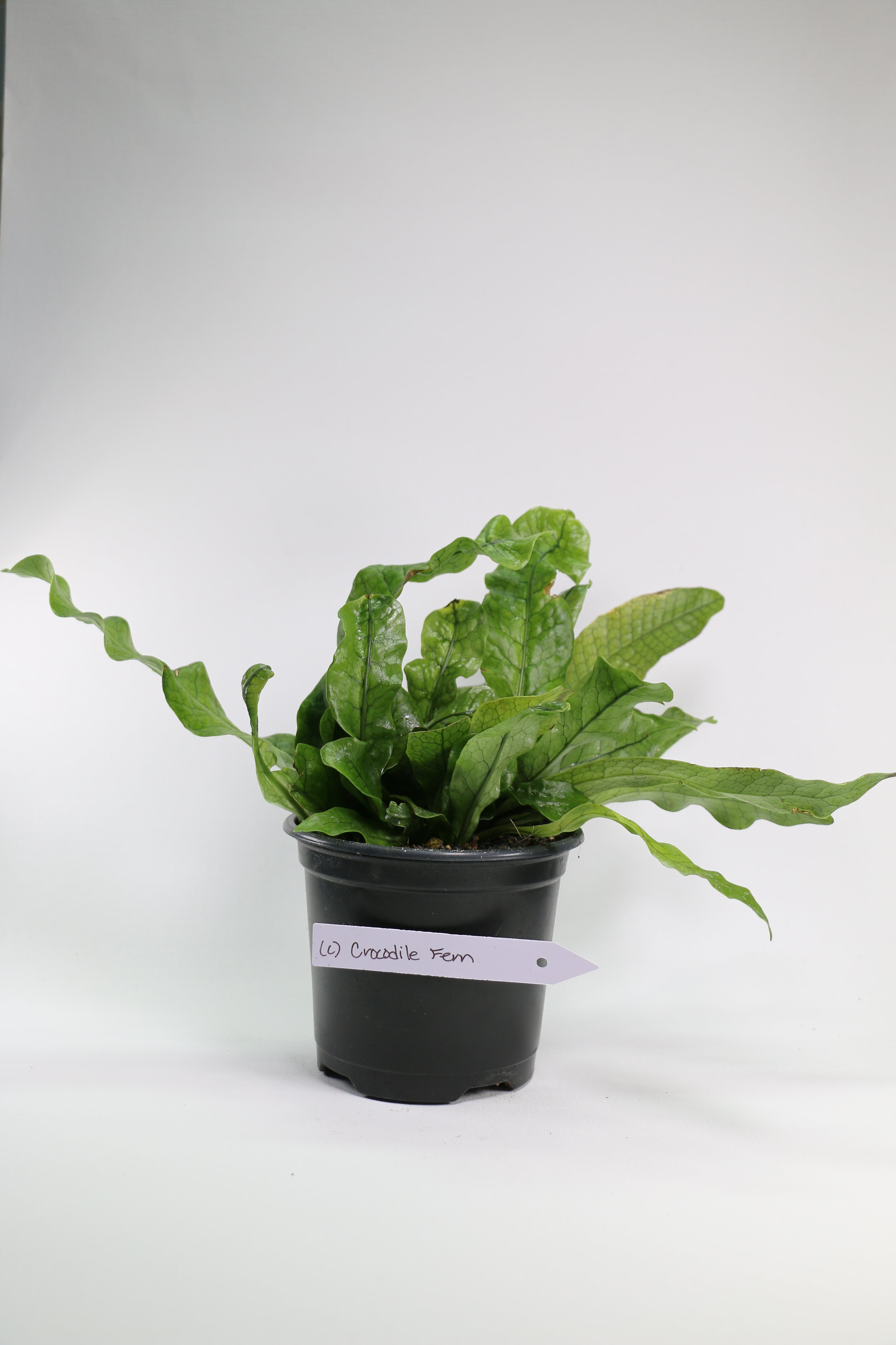 Crocodile Fern – 4"