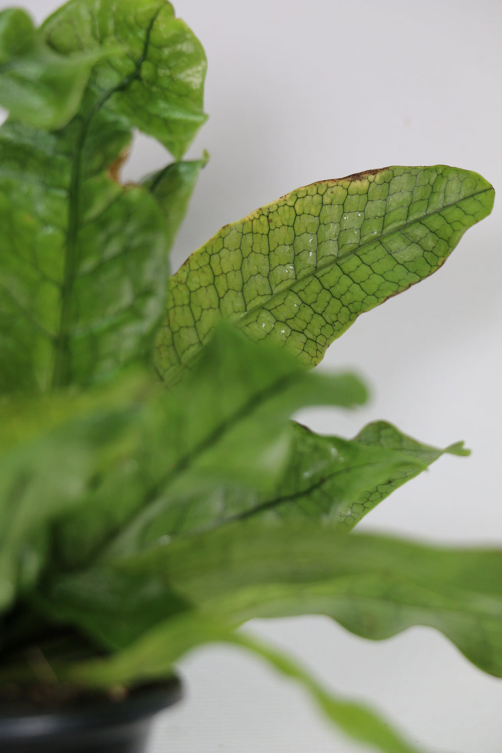 Crocodile Fern – 4"