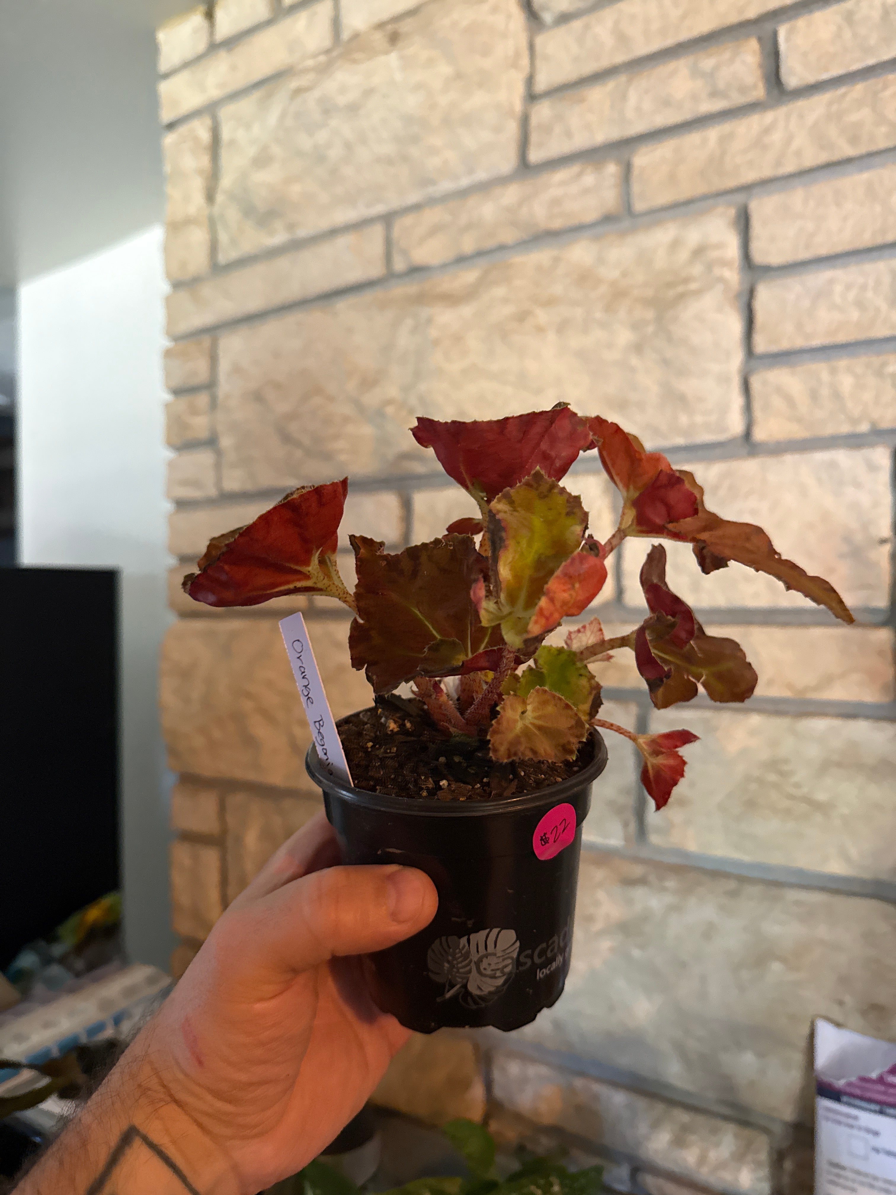 Orange begonia