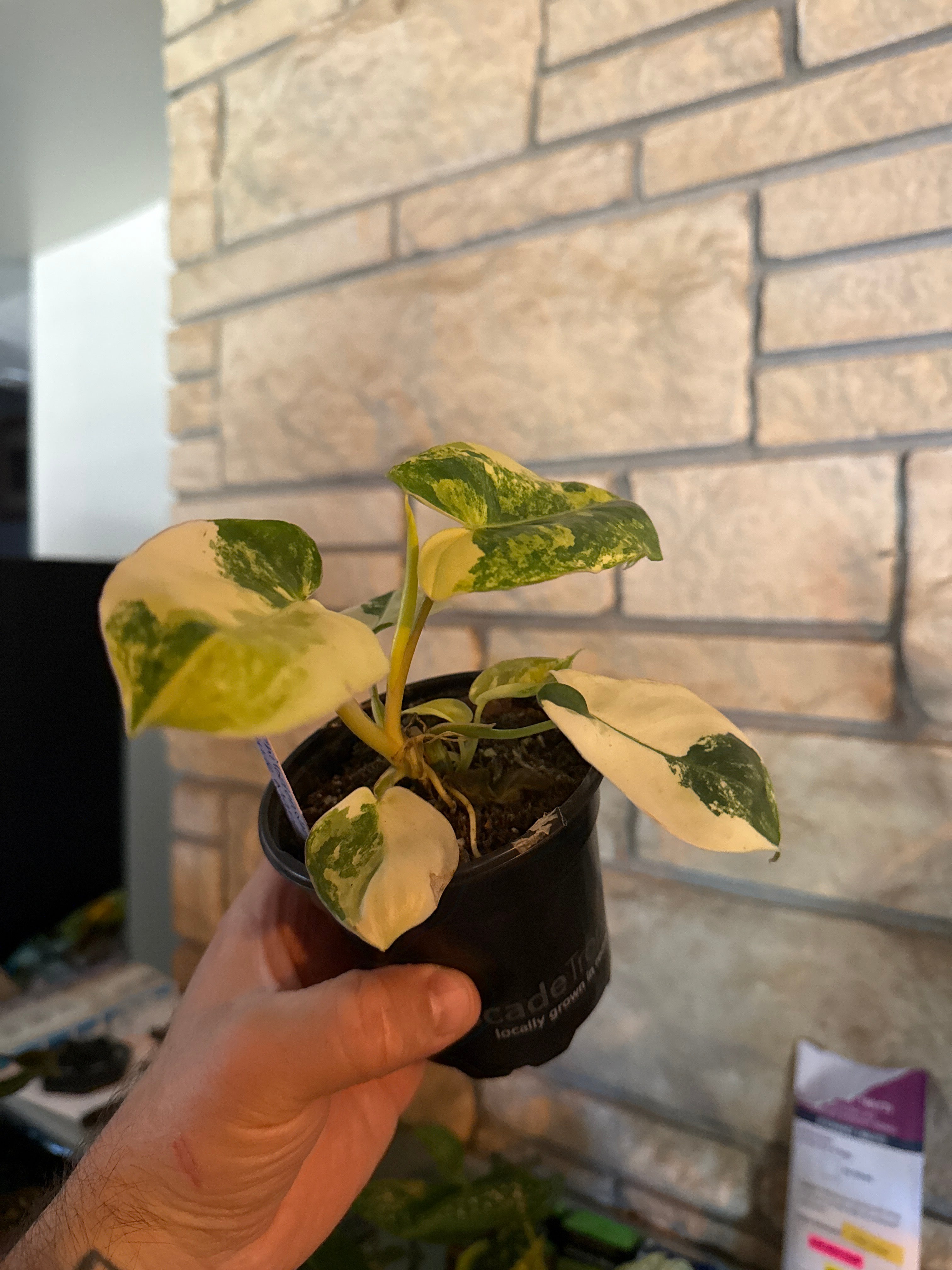 Philodendron Burle marx variegated