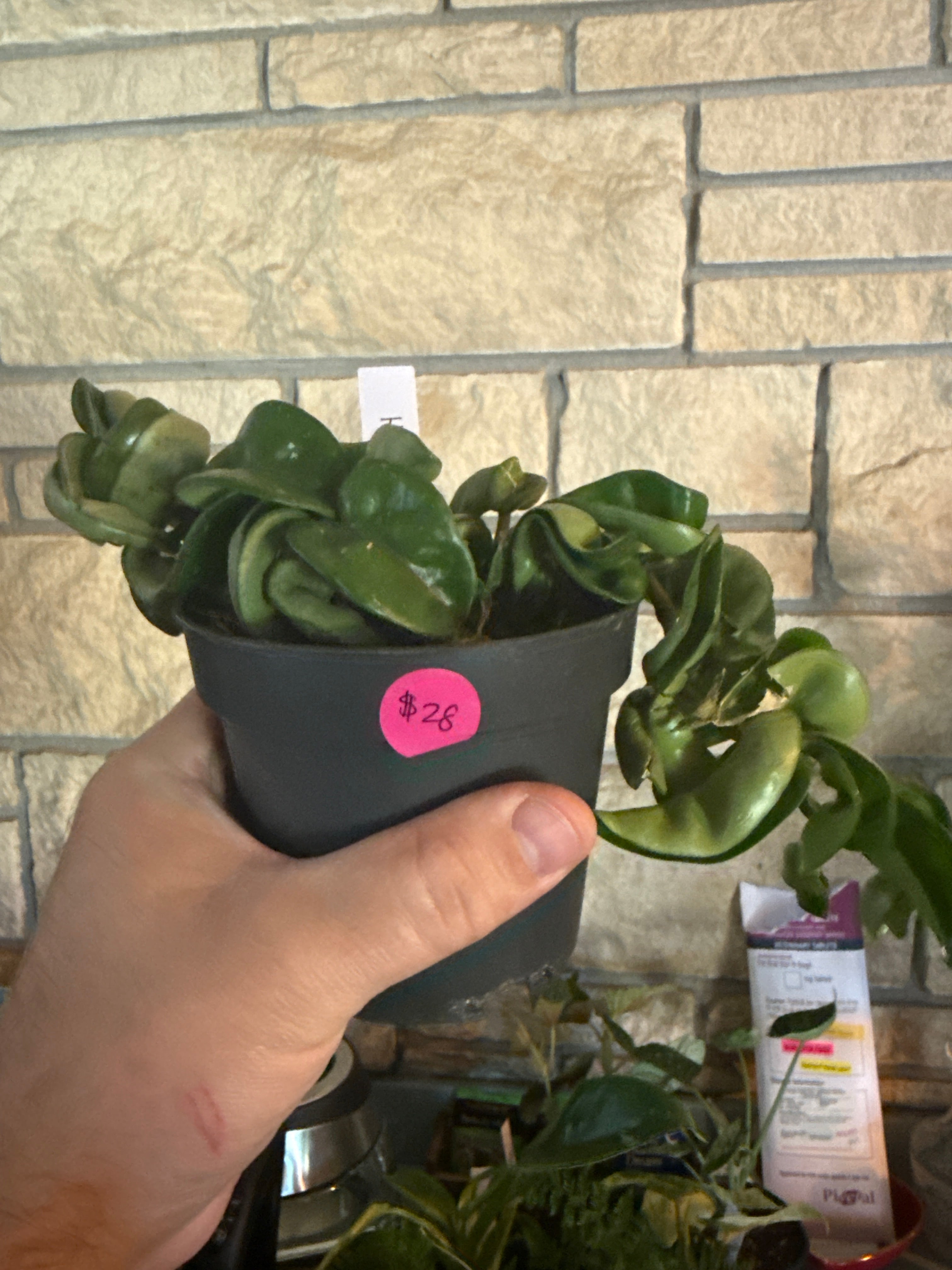 Hoya rope
