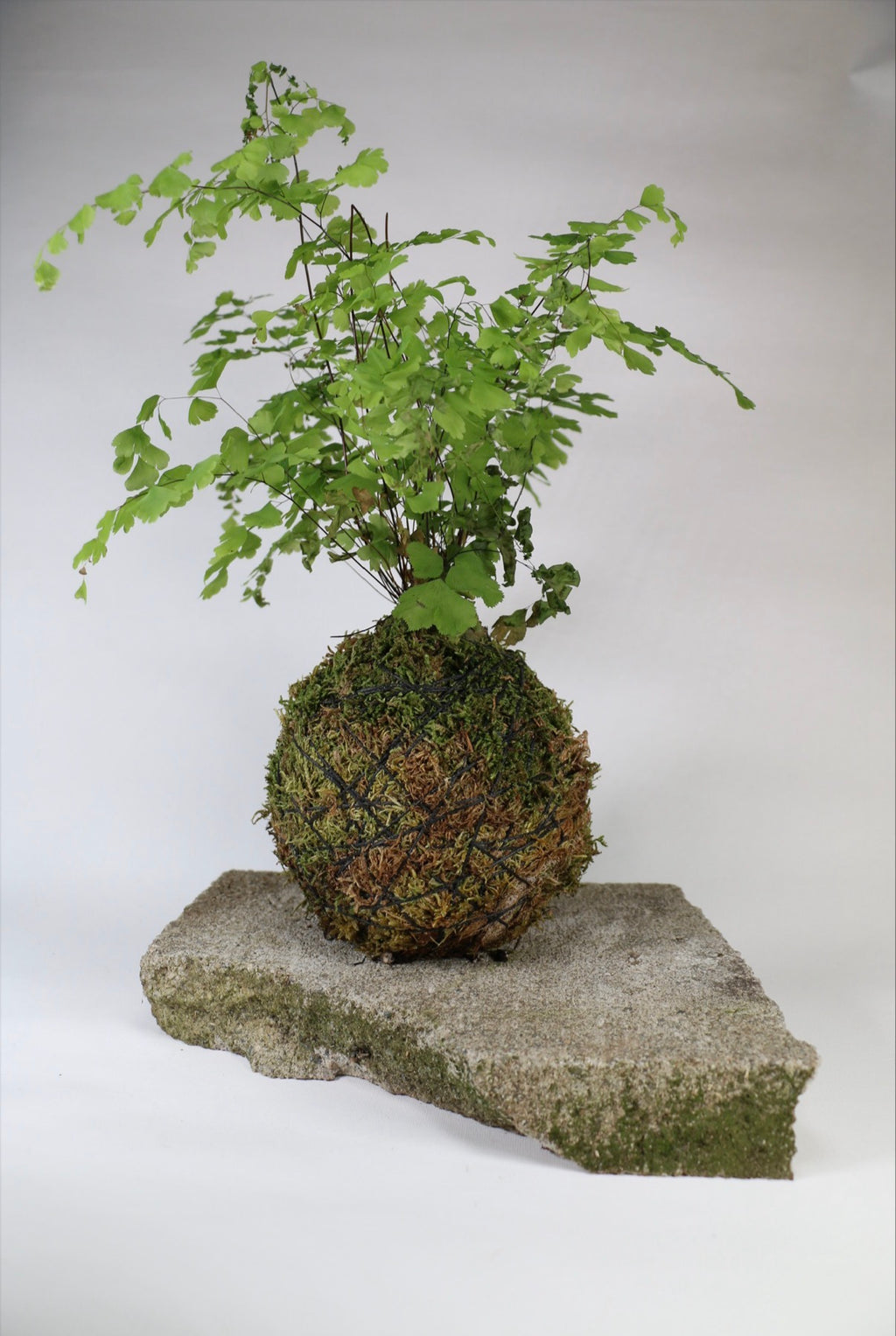 Handcrafted Maidenhair Fern Kokedama