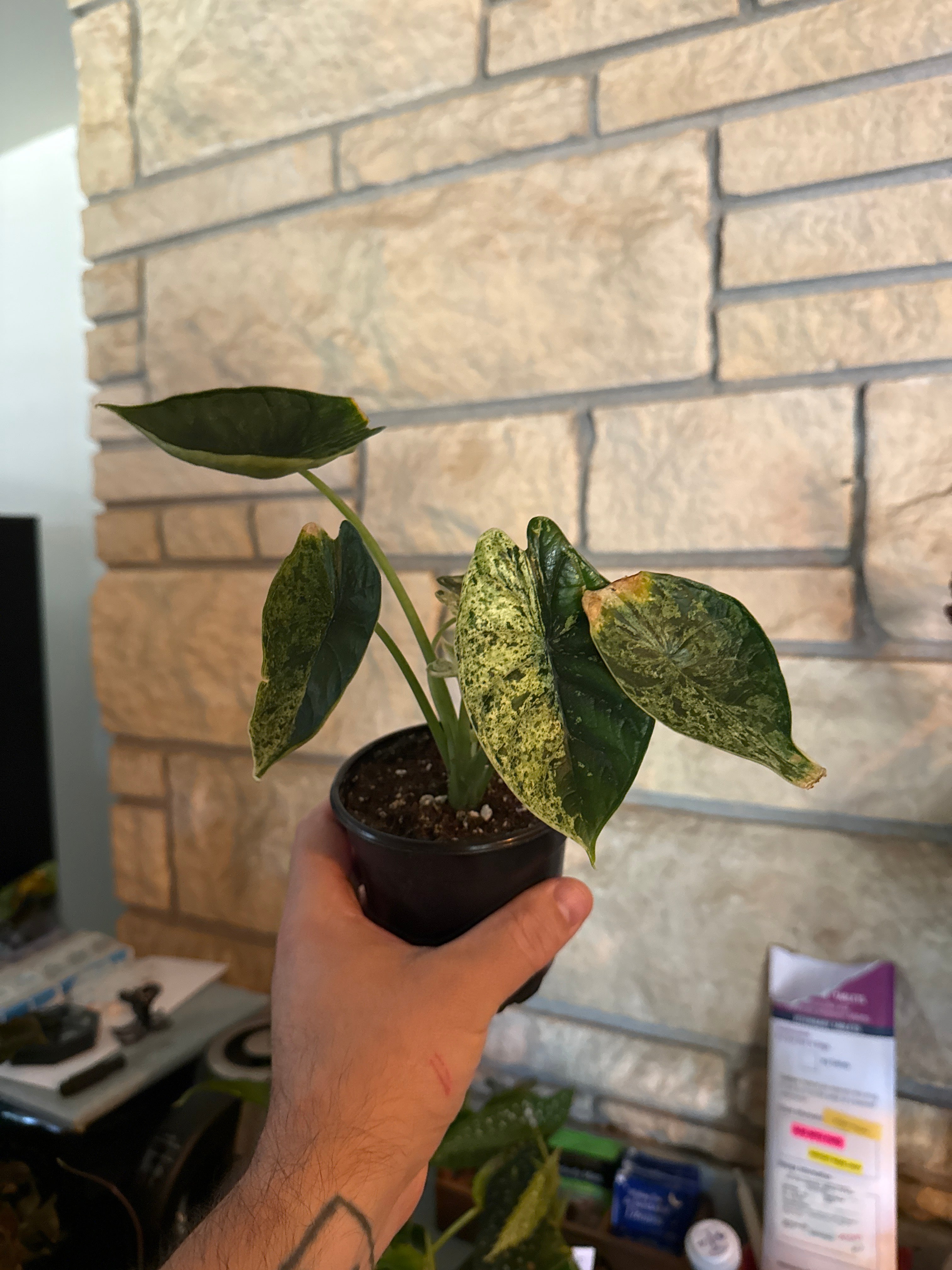 Alocasia dragon scale mint