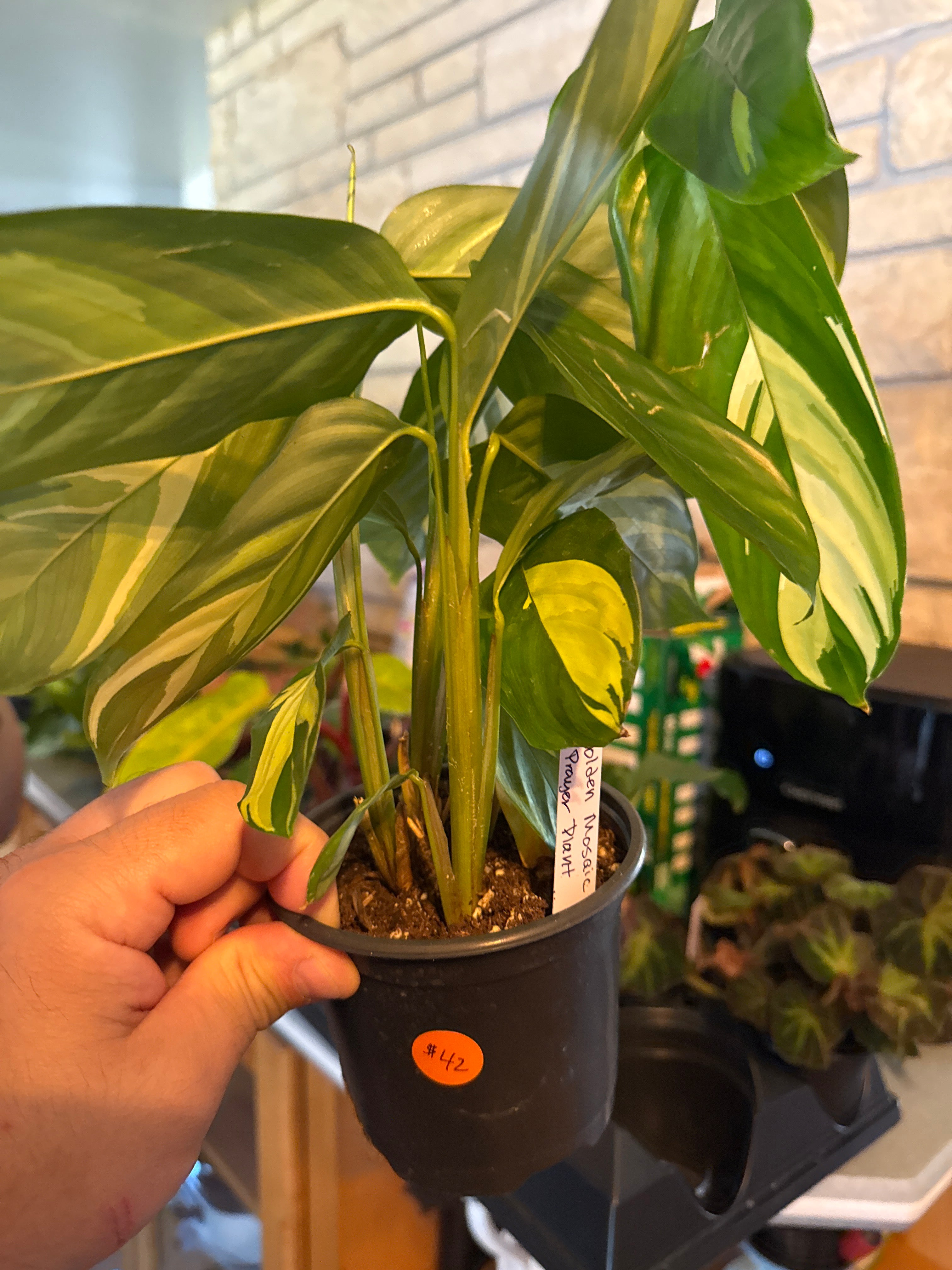 Golden mosaic prayer plant