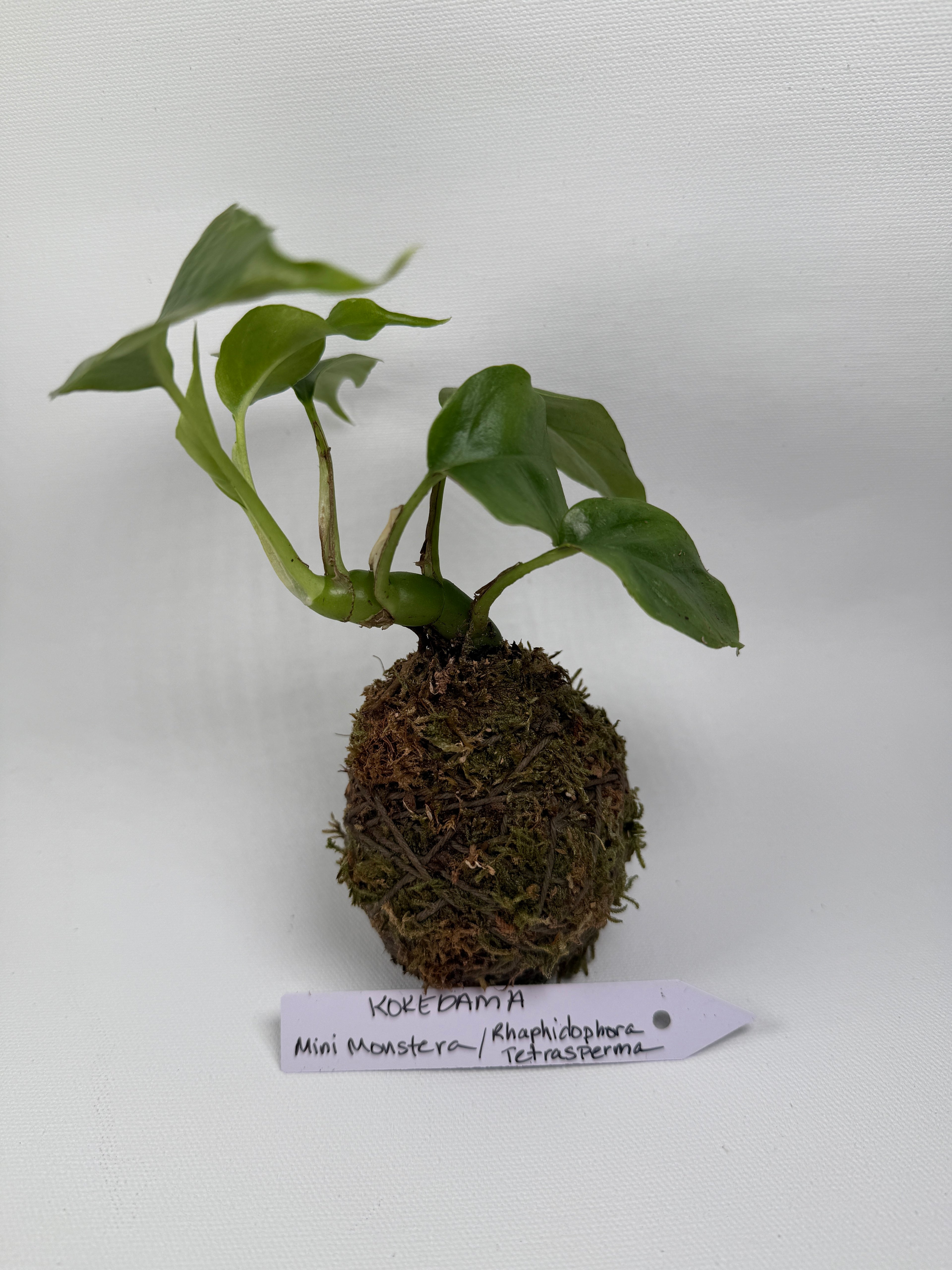 Kokedama Mini Monster (Raphidphora Tetrasperma)2”