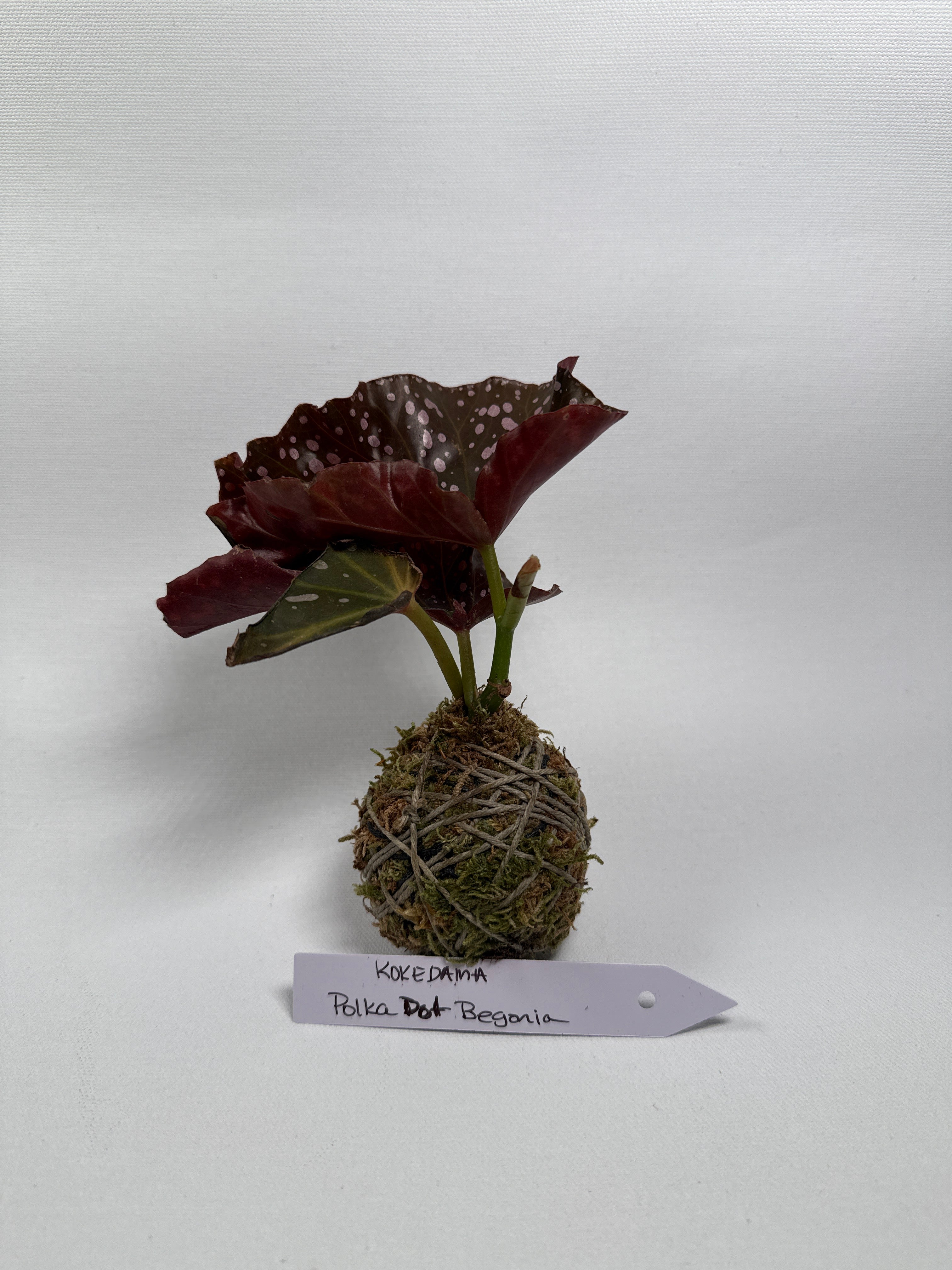 Kokedama Begonia Polka Dot 2”
