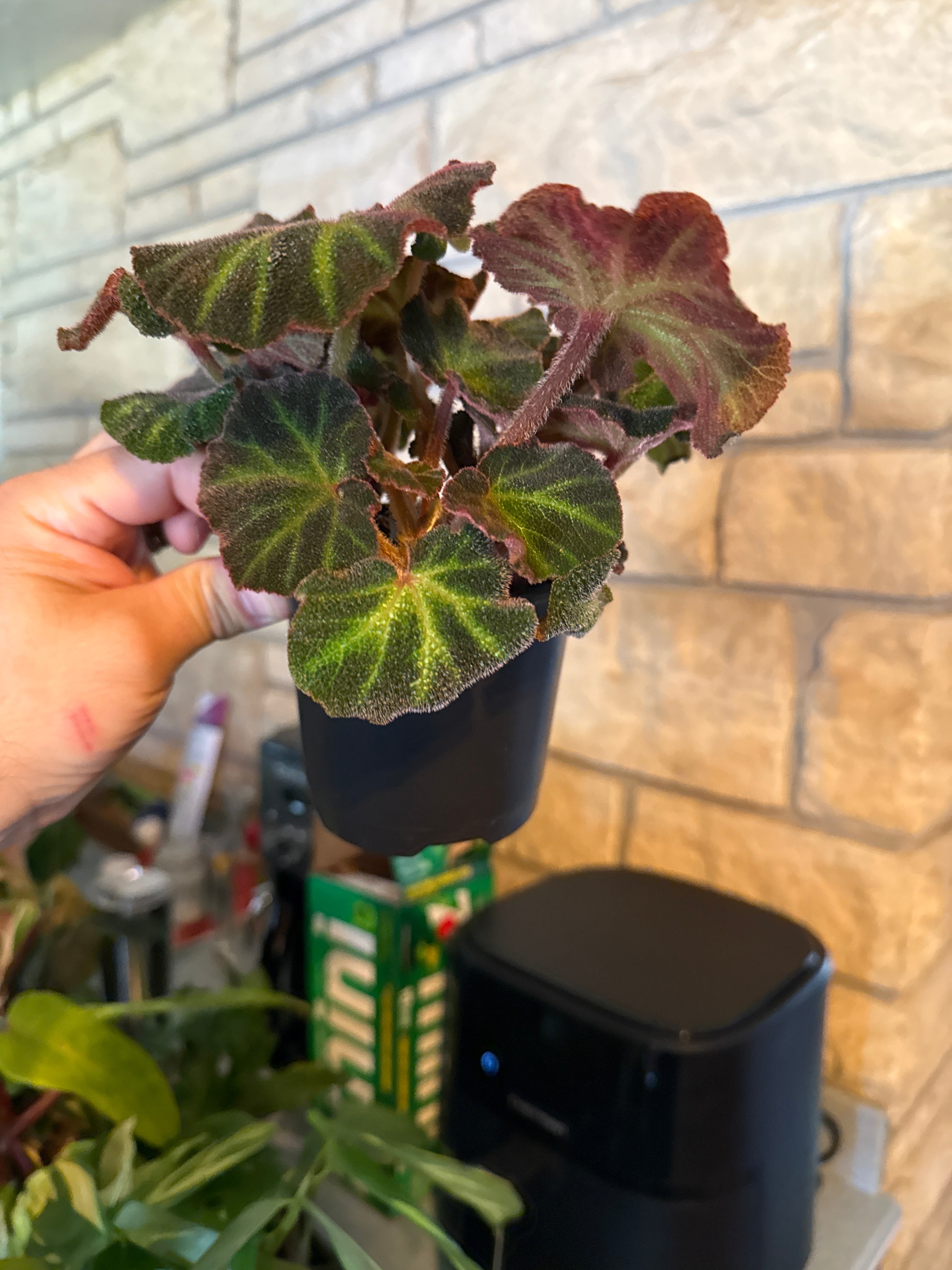 Begonia Soli-Mutata￼