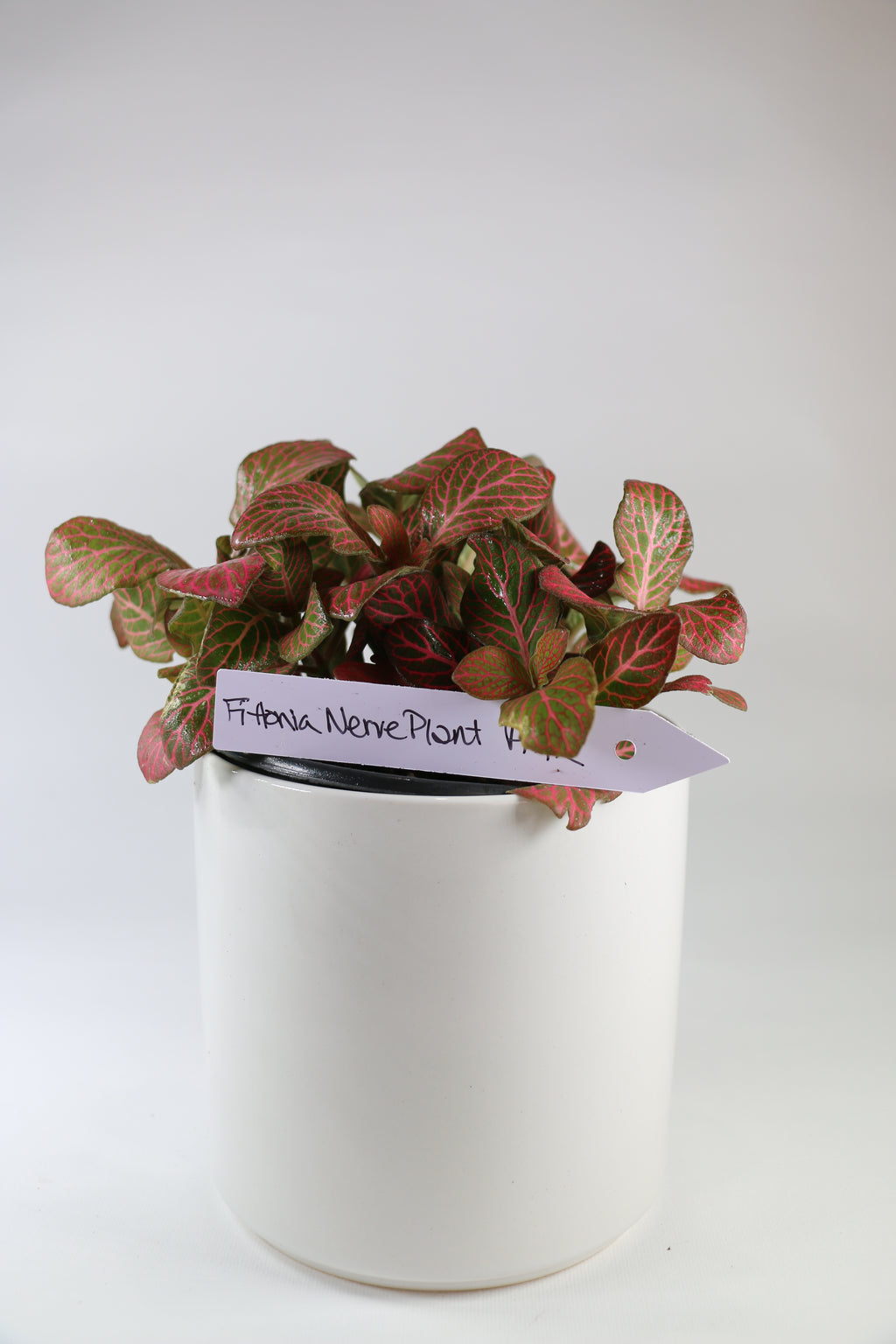Fittonia Nerve Plant - Pink — Exact Plant