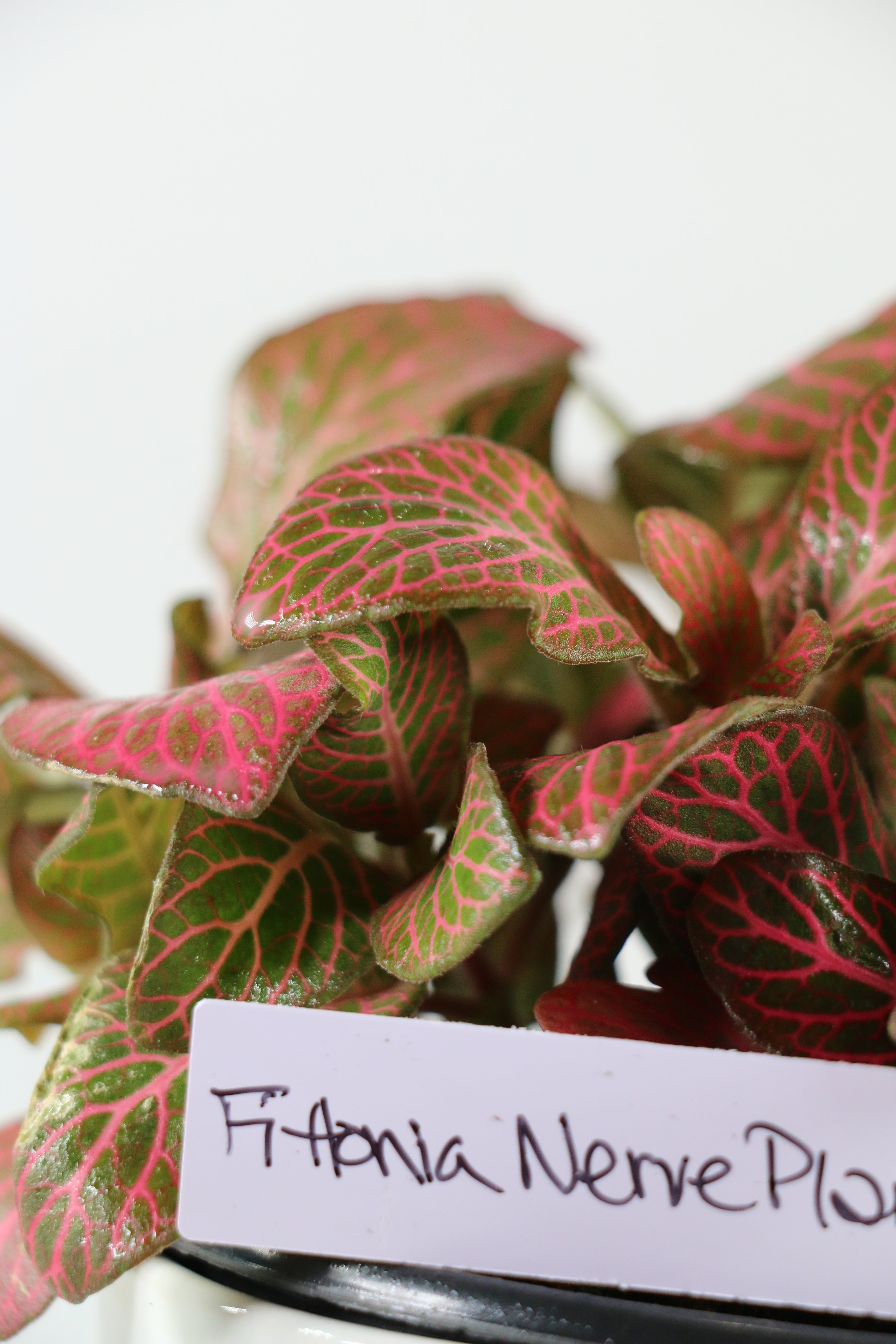 Fittonia Nerve Plant - Pink — Exact Plant