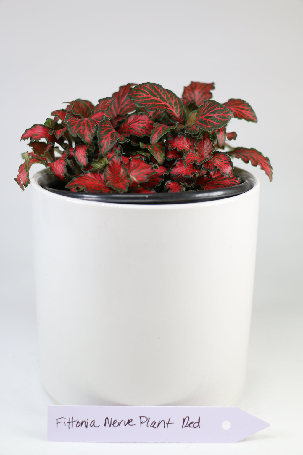 Fittonia Nerve Plant - Red — Exact Plant