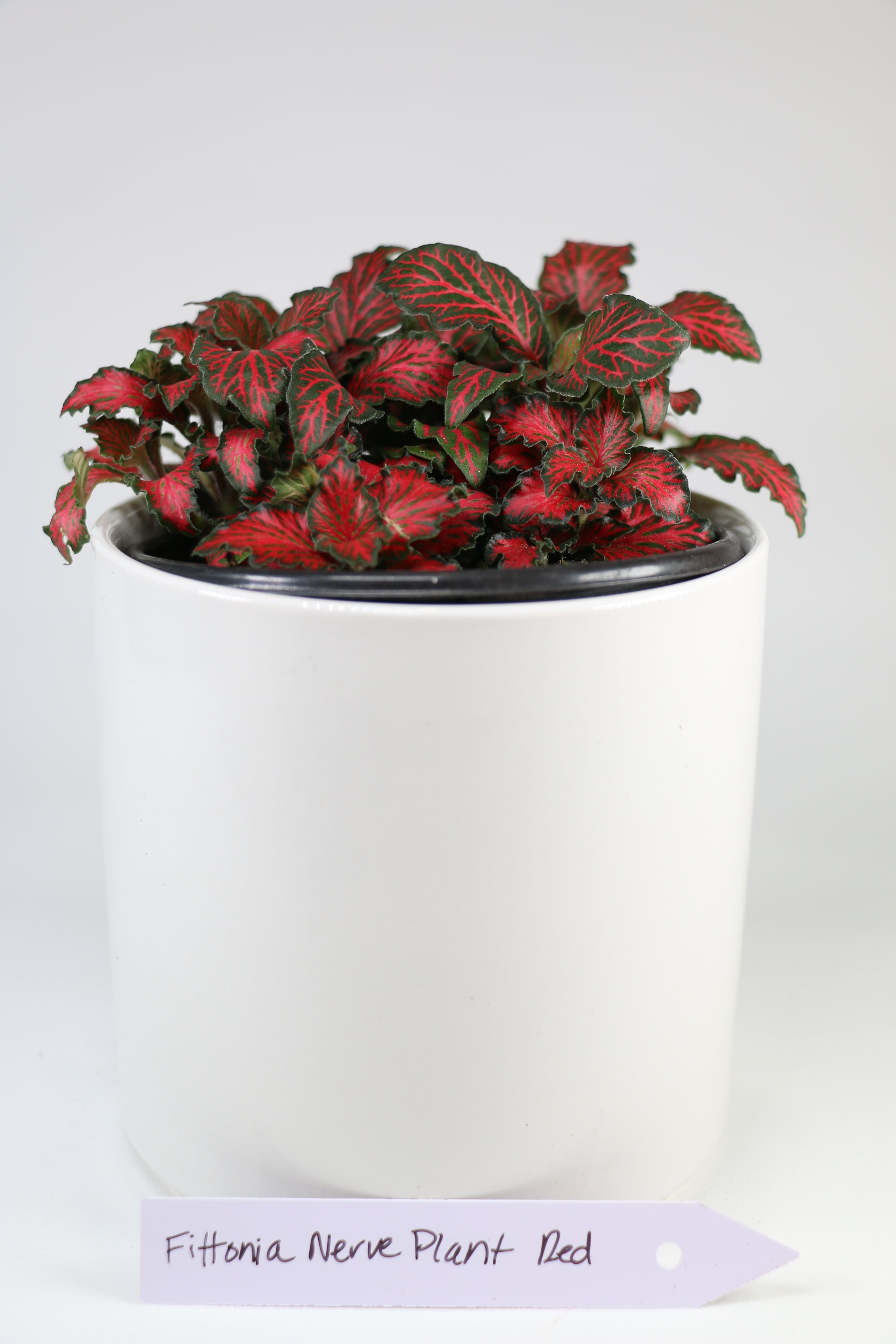 Fittonia Nerve Plant - Red — Exact Plant