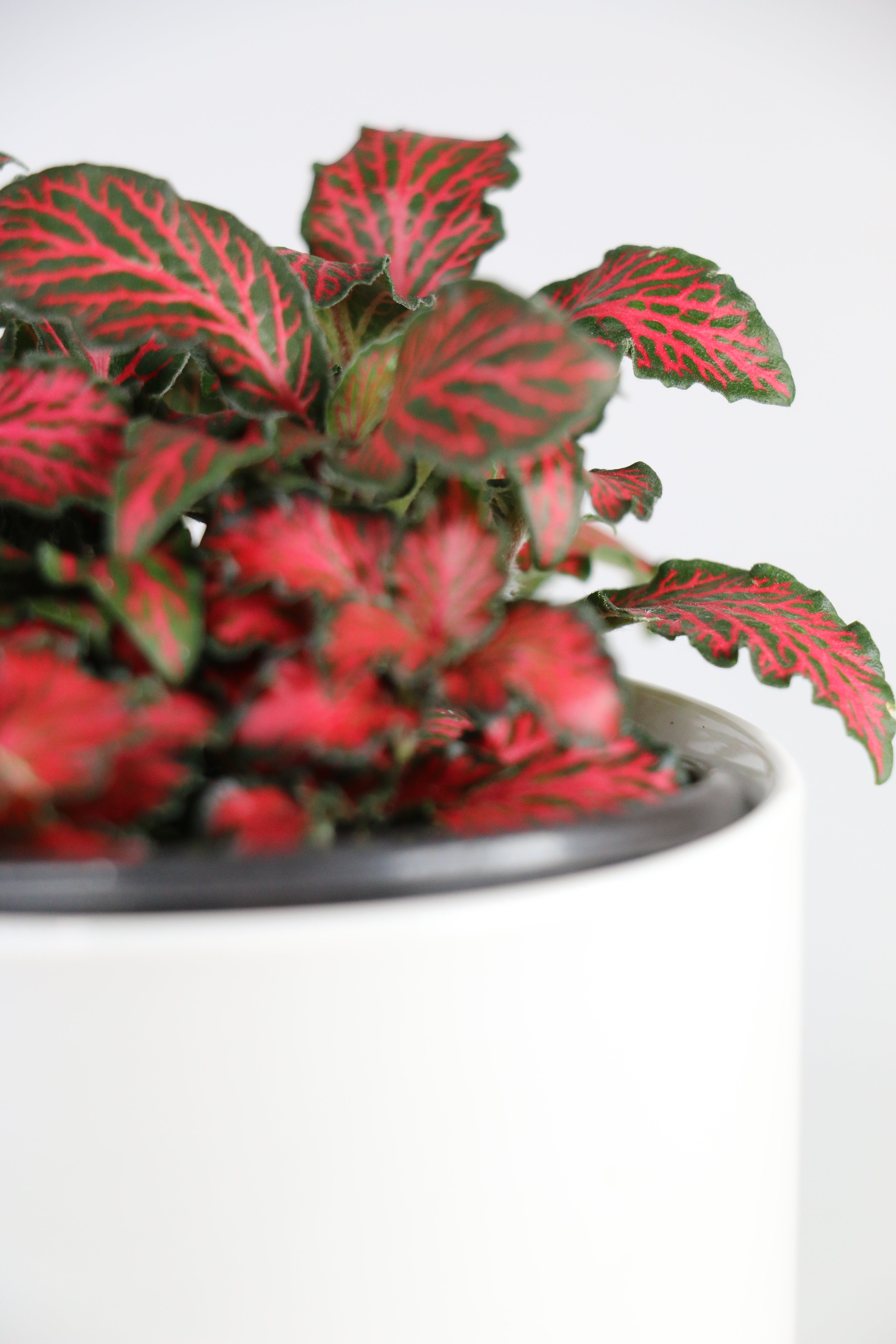 Fittonia Nerve Plant - Red — Exact Plant