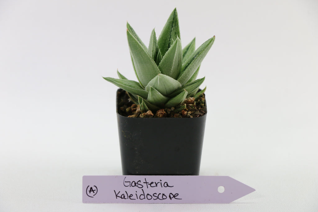 Gasteria ‘Kaleidoscope’ — Choose Your Exact Plant A