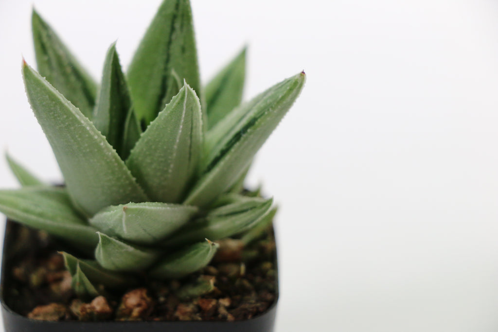 Gasteria ‘Kaleidoscope’ — Choose Your Exact Plant A