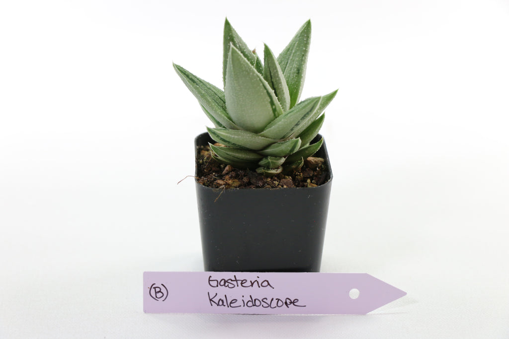 Gasteria ‘Kaleidoscope’ — Choose Your Exact Plant B