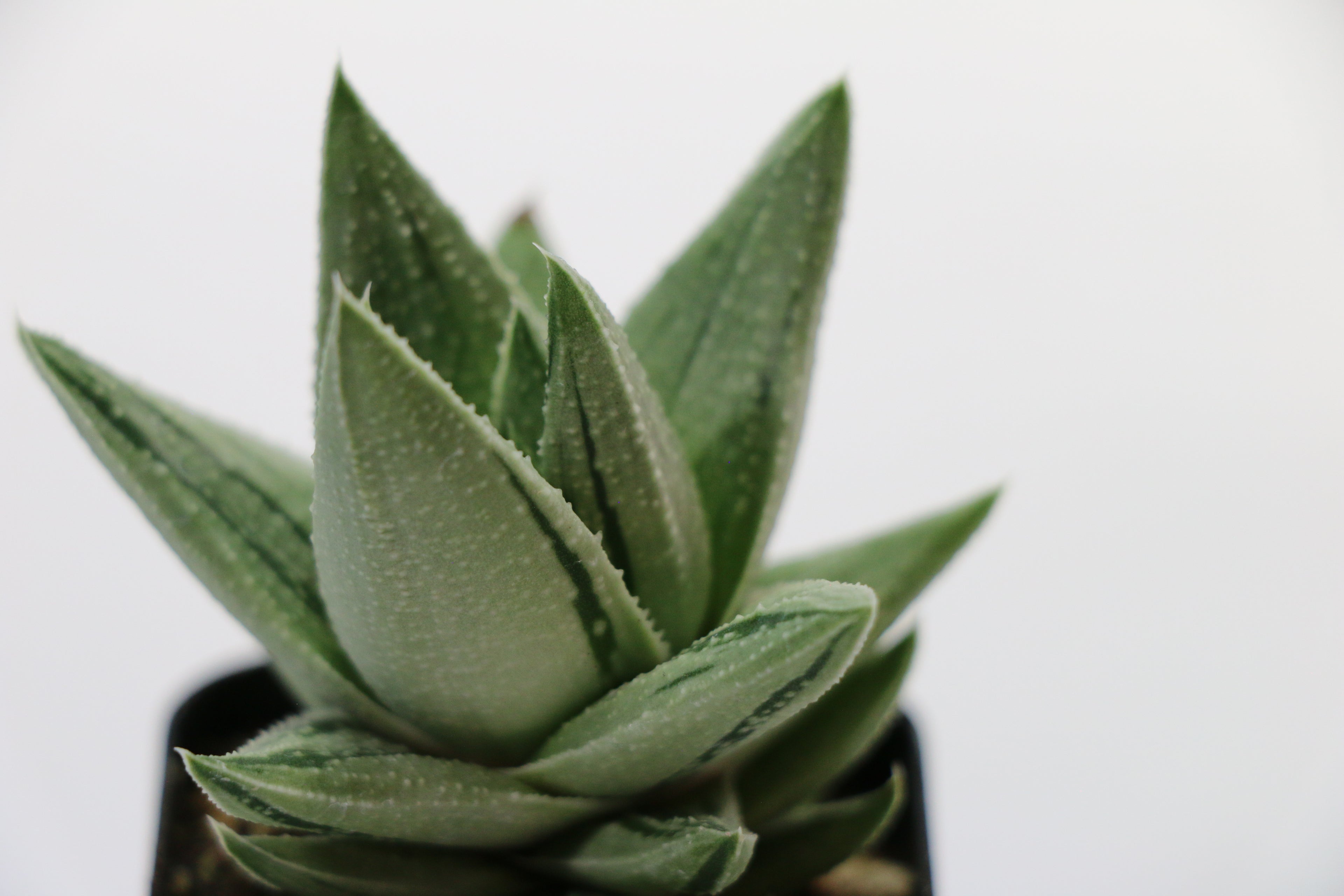 Gasteria ‘Kaleidoscope’ — Choose Your Exact Plant B