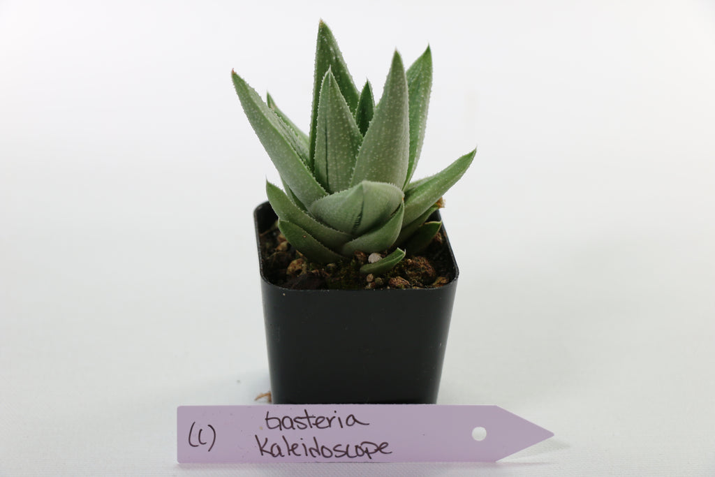 Gasteria ‘Kaleidoscope’ — Choose Your Exact Plant C