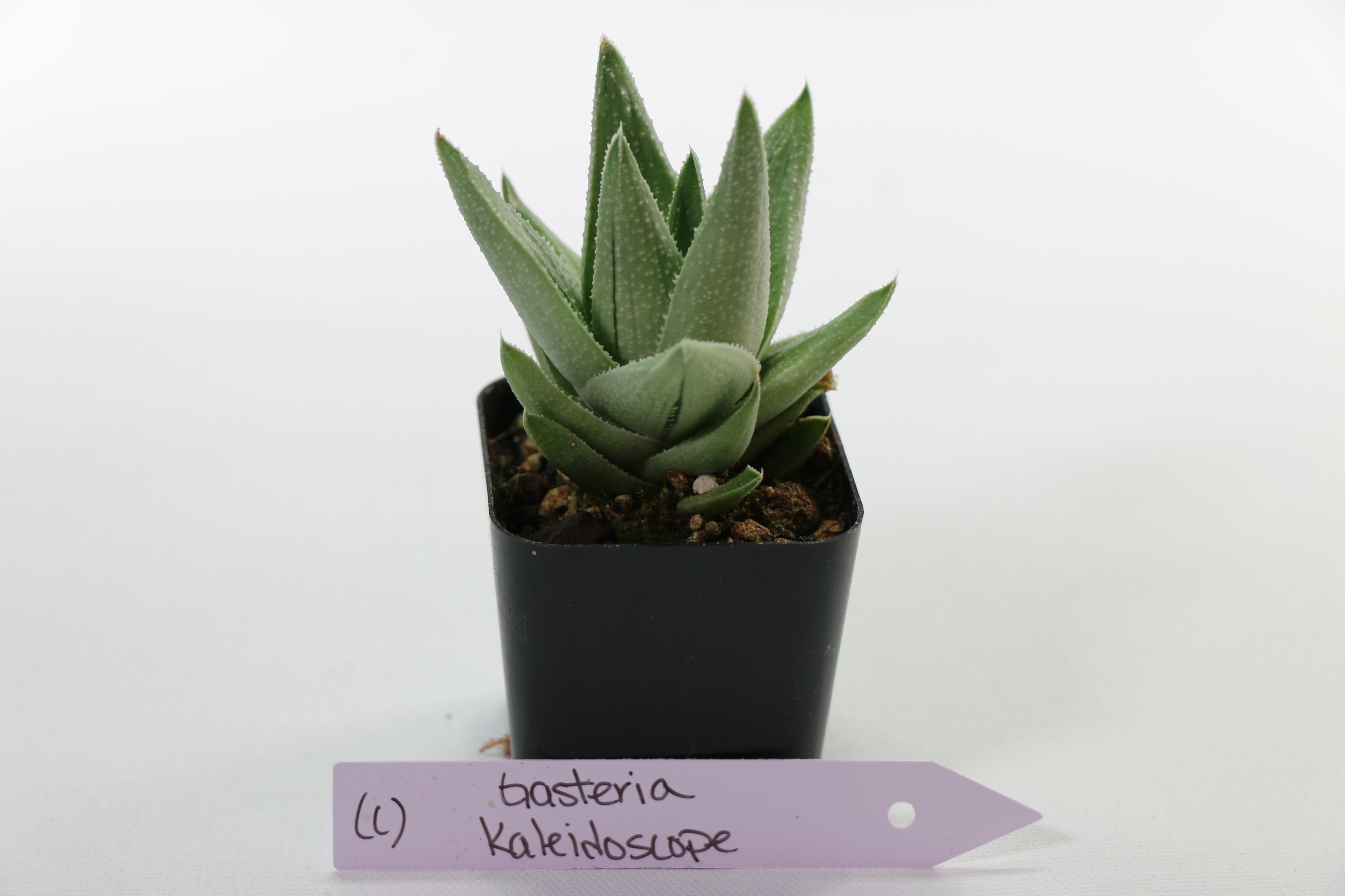 Gasteria ‘Kaleidoscope’ — Choose Your Exact Plant C
