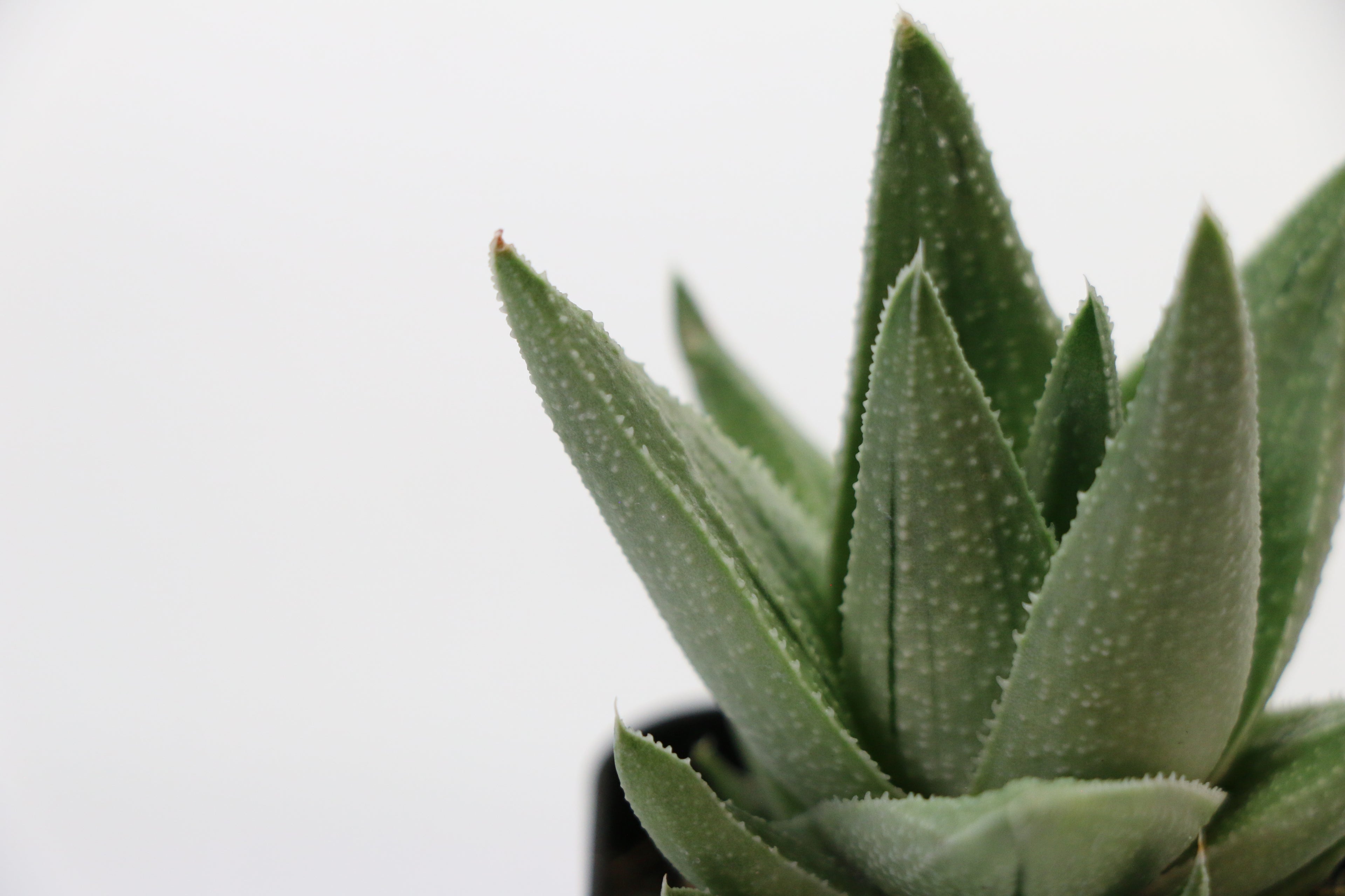 Gasteria ‘Kaleidoscope’ — Choose Your Exact Plant C