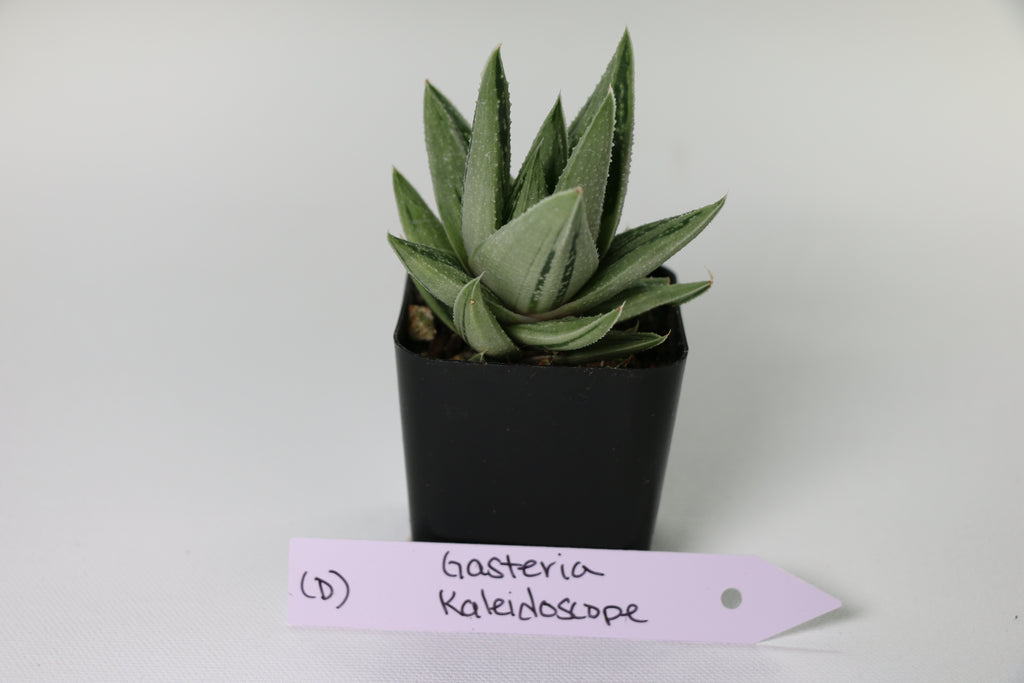 Gasteria ‘Kaleidoscope’ — Choose Your Exact Plant D
