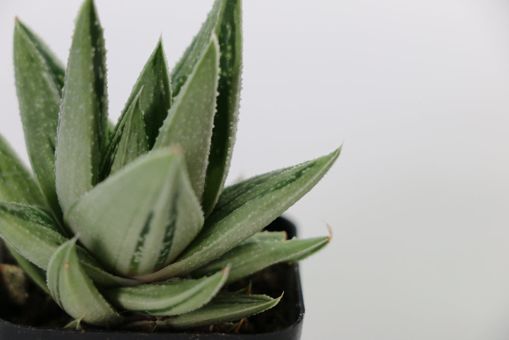 Gasteria ‘Kaleidoscope’ — Choose Your Exact Plant D