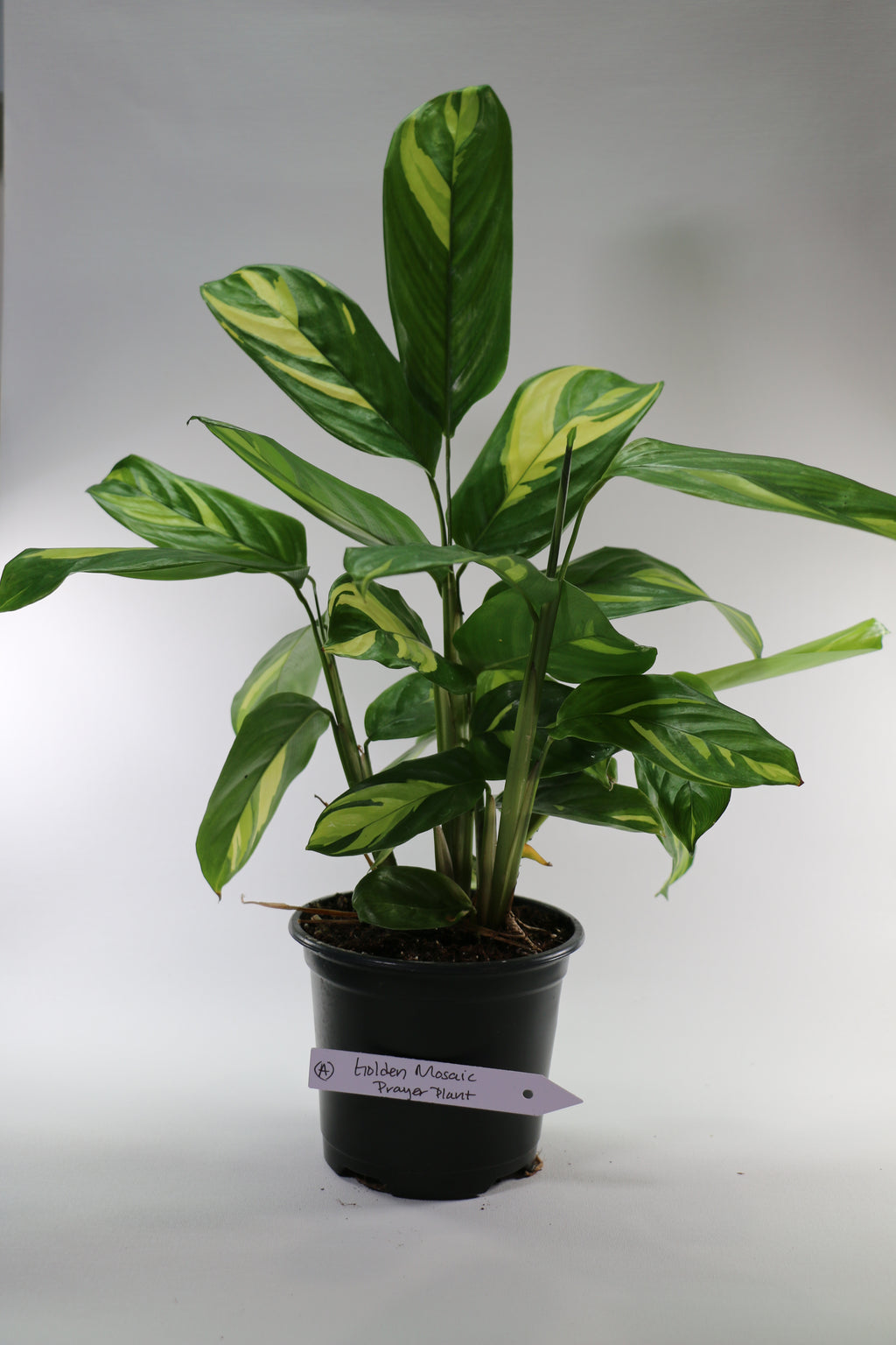 Golden Mosaic Prayer Plant — Choose Your Exact Plant A